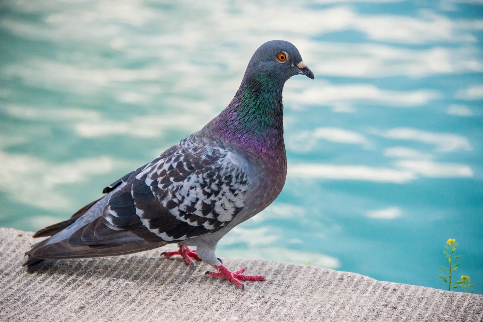 Nikon D800 sample photo. Dove, birds, nature photography