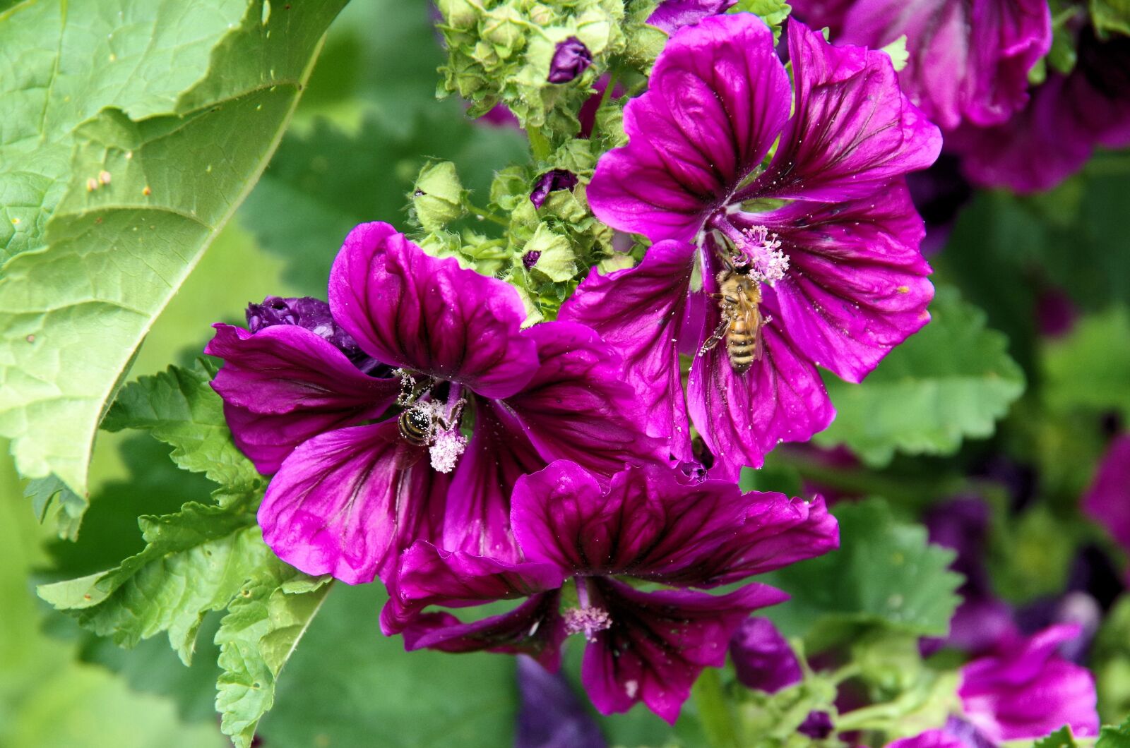 Pentax K-50 sample photo. Mallow, blossom, bloom photography
