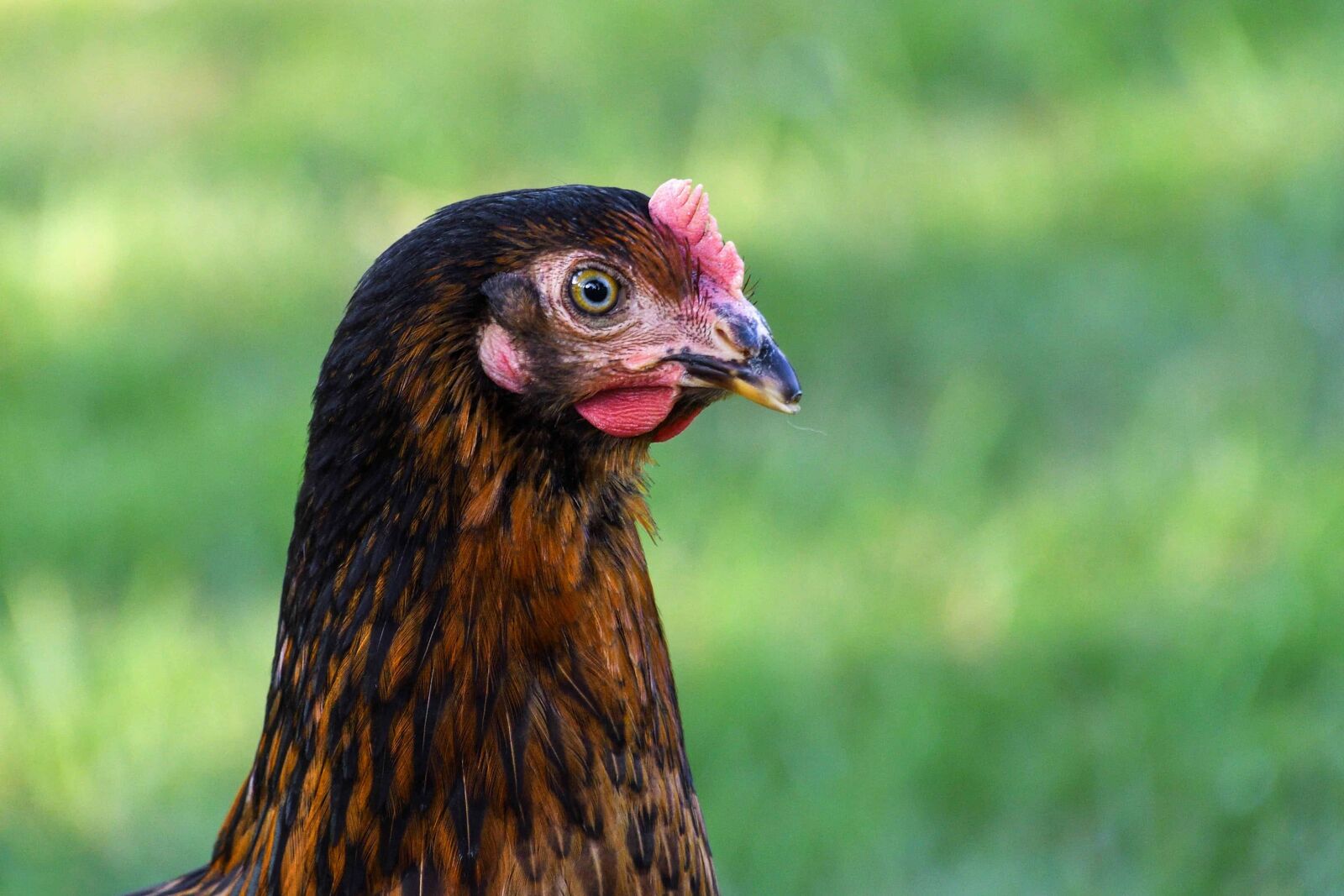Nikon D500 sample photo. Bird, poultry, animal, beak photography