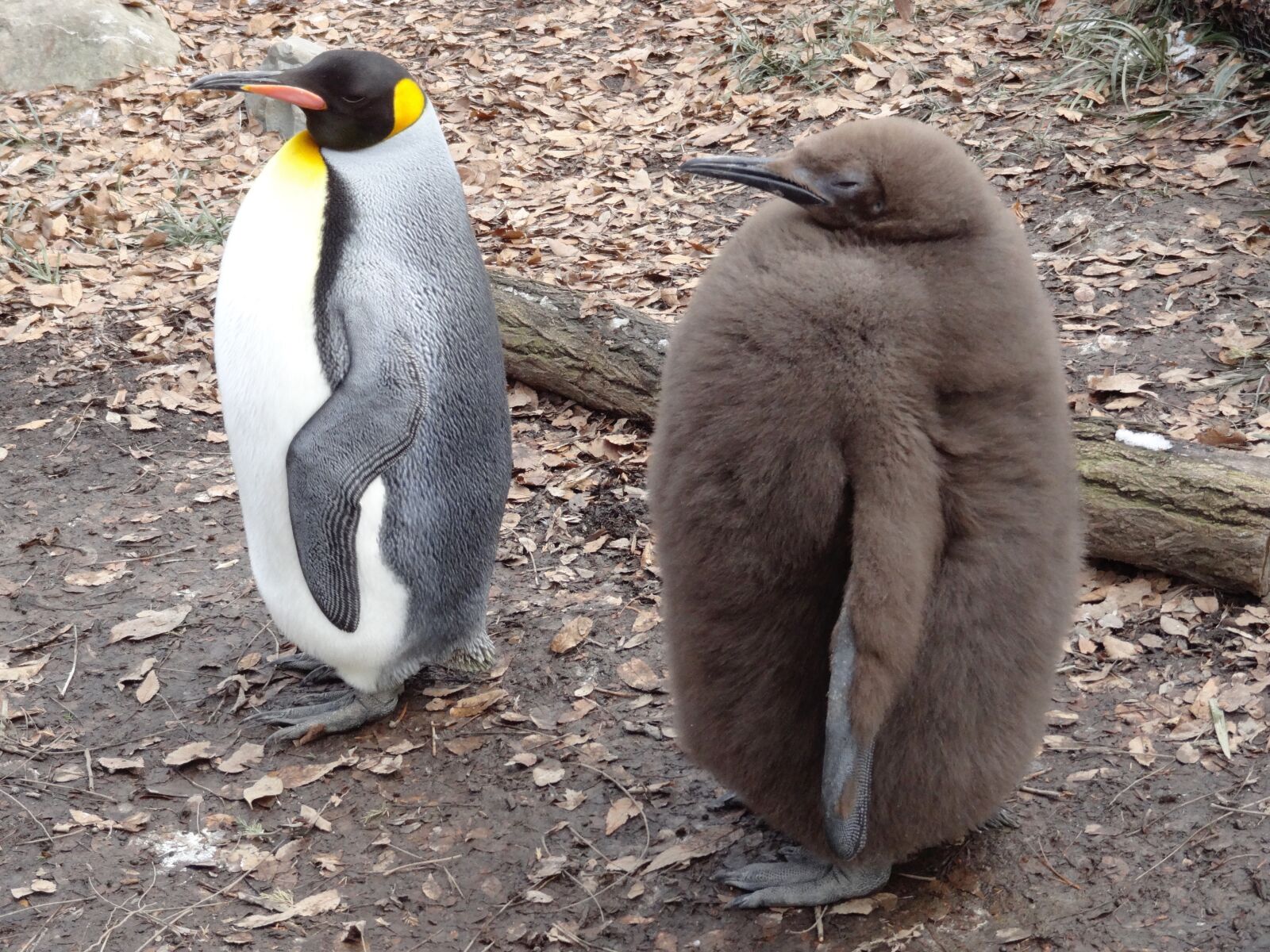 Sony Cyber-shot DSC-HX10V sample photo. King penguin, bird, flightless photography