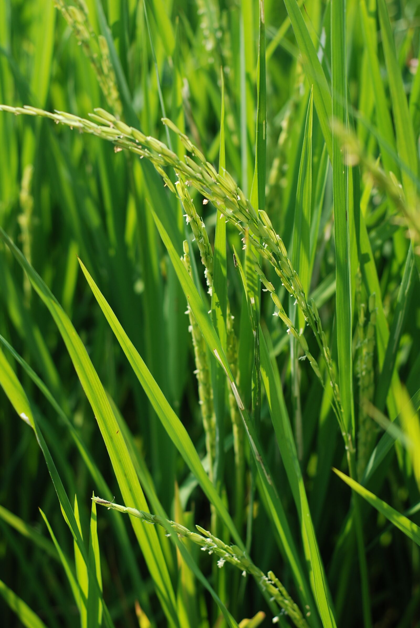 Nikon D80 sample photo. Rice, sheaves of rice photography