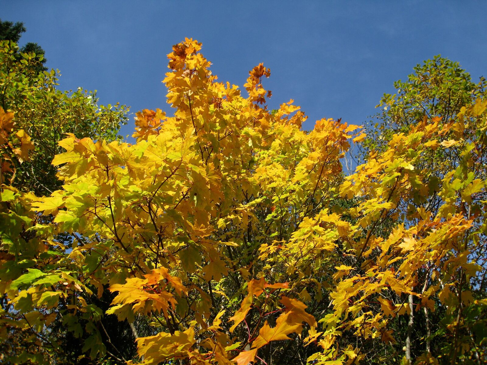 Canon DIGITAL IXUS 860 IS sample photo. Autumn, sky blue, tree photography