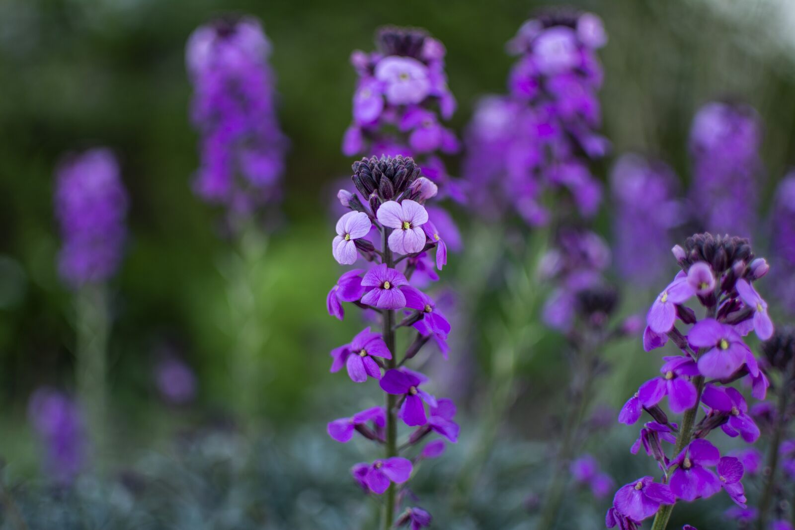 Nikon D5200 sample photo. Purple flower, flower, spring photography