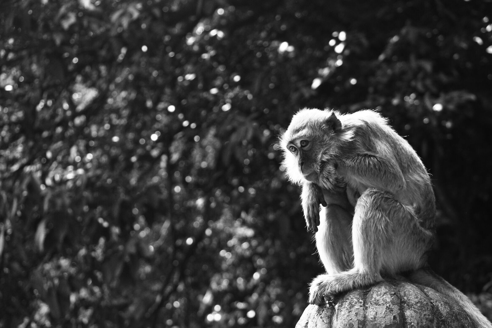 Canon EOS 650D (EOS Rebel T4i / EOS Kiss X6i) + Canon EF-S 18-135mm F3.5-5.6 IS STM sample photo. Monkey, black and white photography