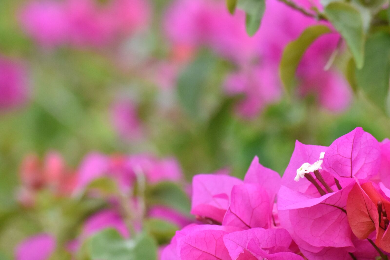 Nikon D810 sample photo. Flower, trinitarian, plant photography