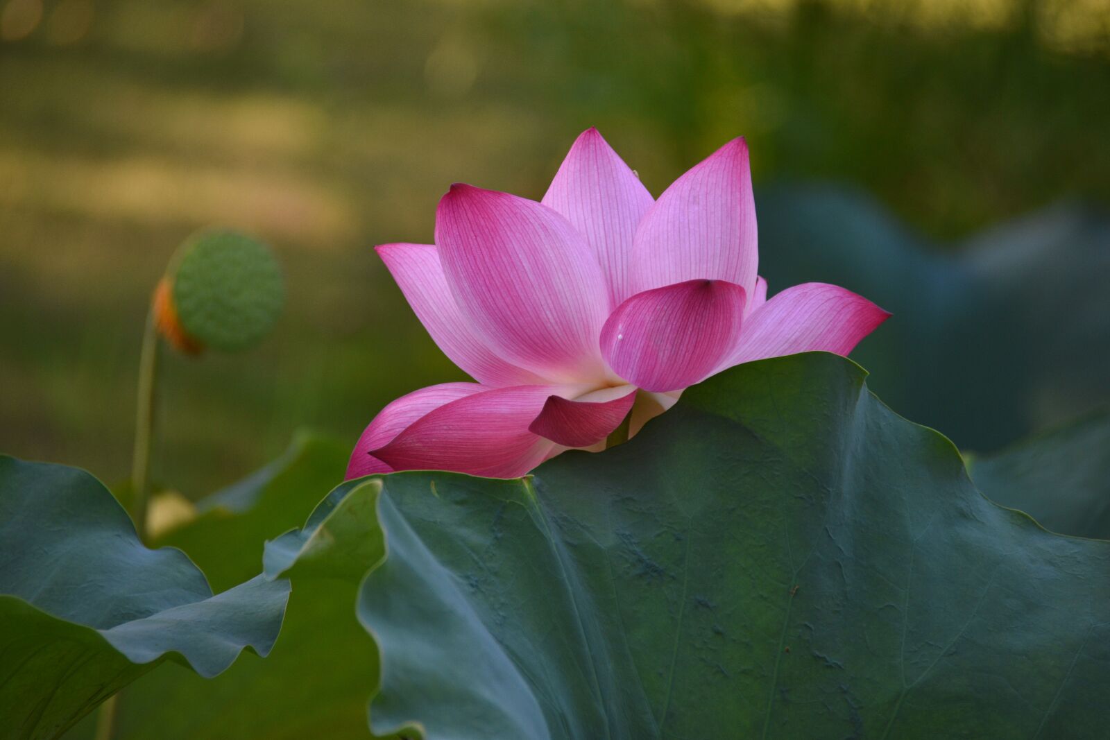Nikon D7200 sample photo. Lotus, pink, bloom photography