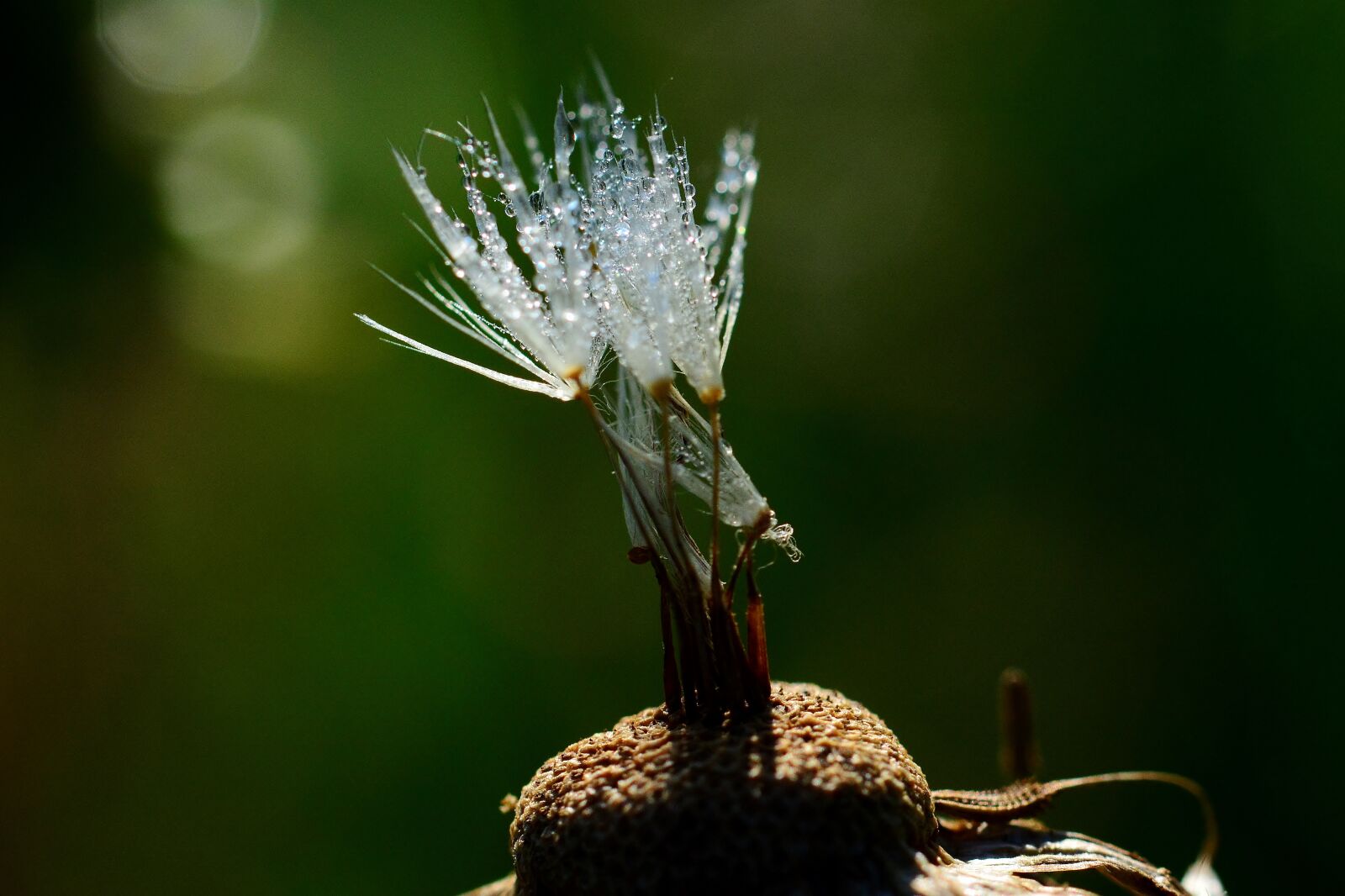 Nikon D5200 sample photo. Dandelion, seeds, morgentau photography