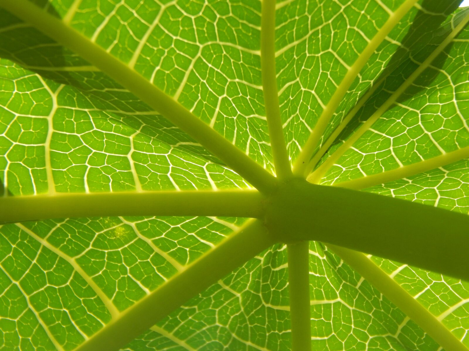 Nikon Coolpix L820 sample photo. Leaf, papaya, green photography