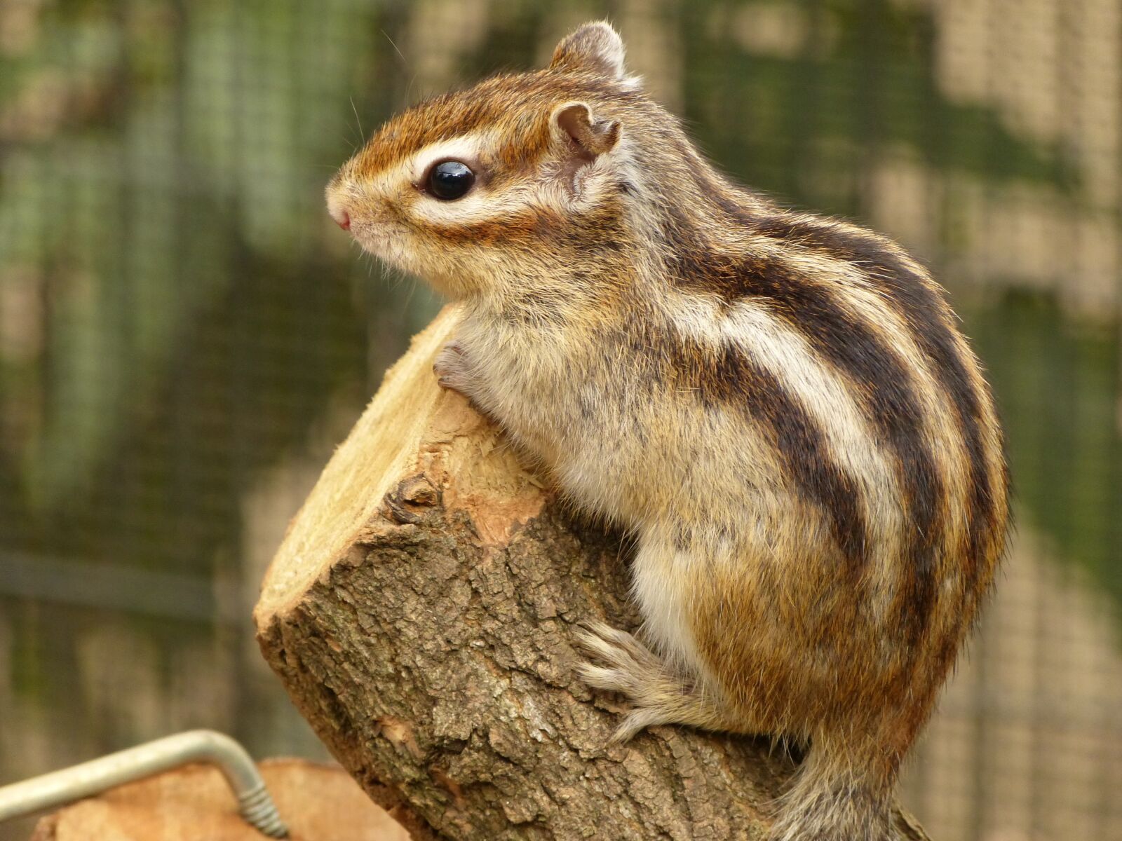 Panasonic Lumix DMC-FZ150 sample photo. Animal, squirrel, patrol photography