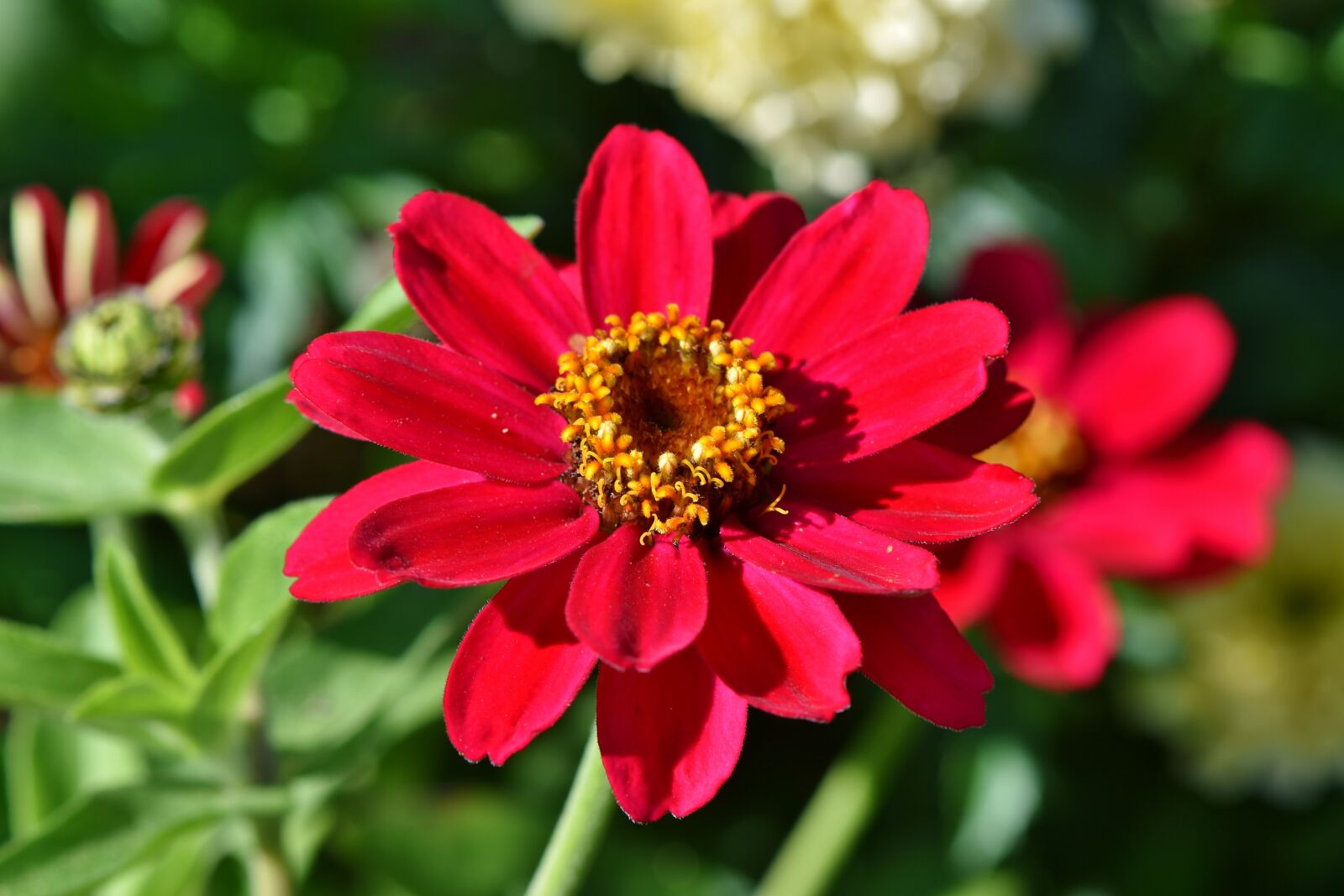 Nikon D7200 sample photo. Zinnia, composites, blossom photography