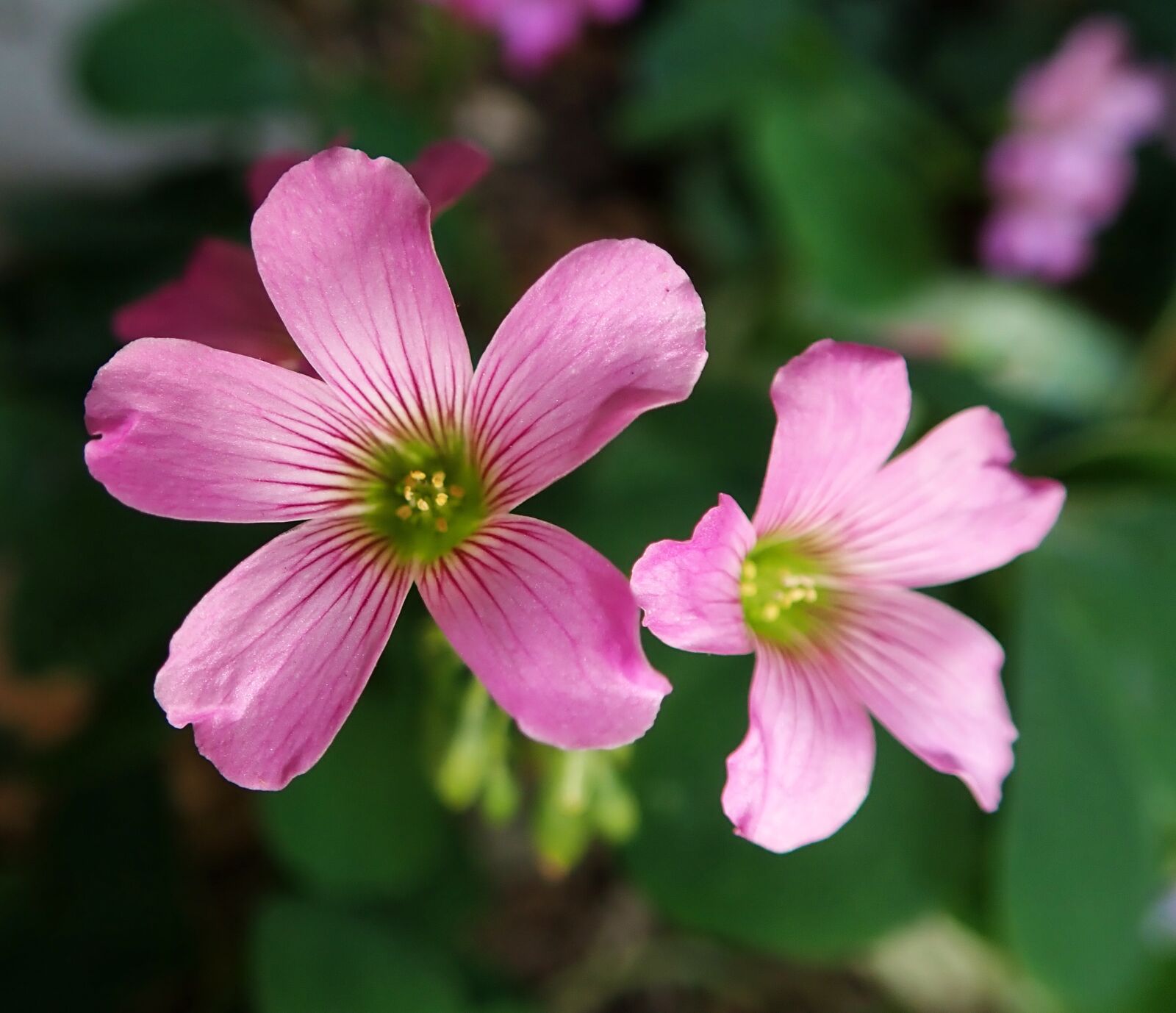 Olympus TG-5 sample photo. Flowers, pink, shamrocks photography