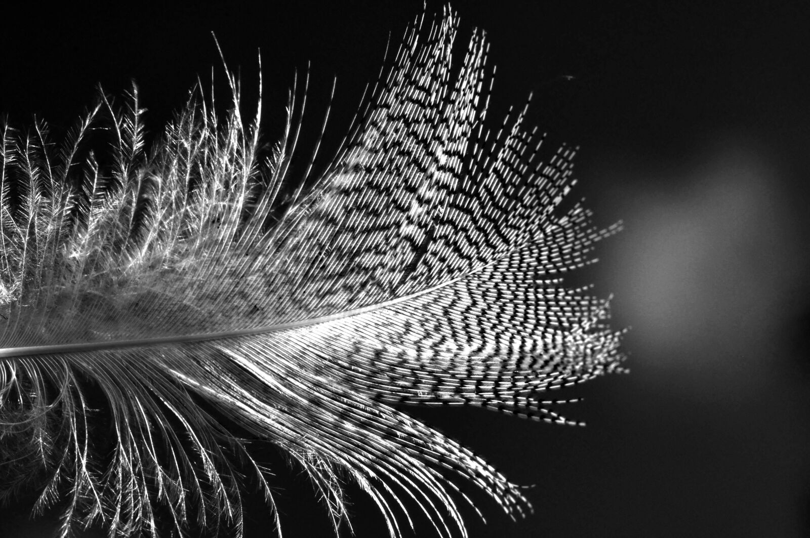 Nikon D90 sample photo. Feather, bird, plumage photography