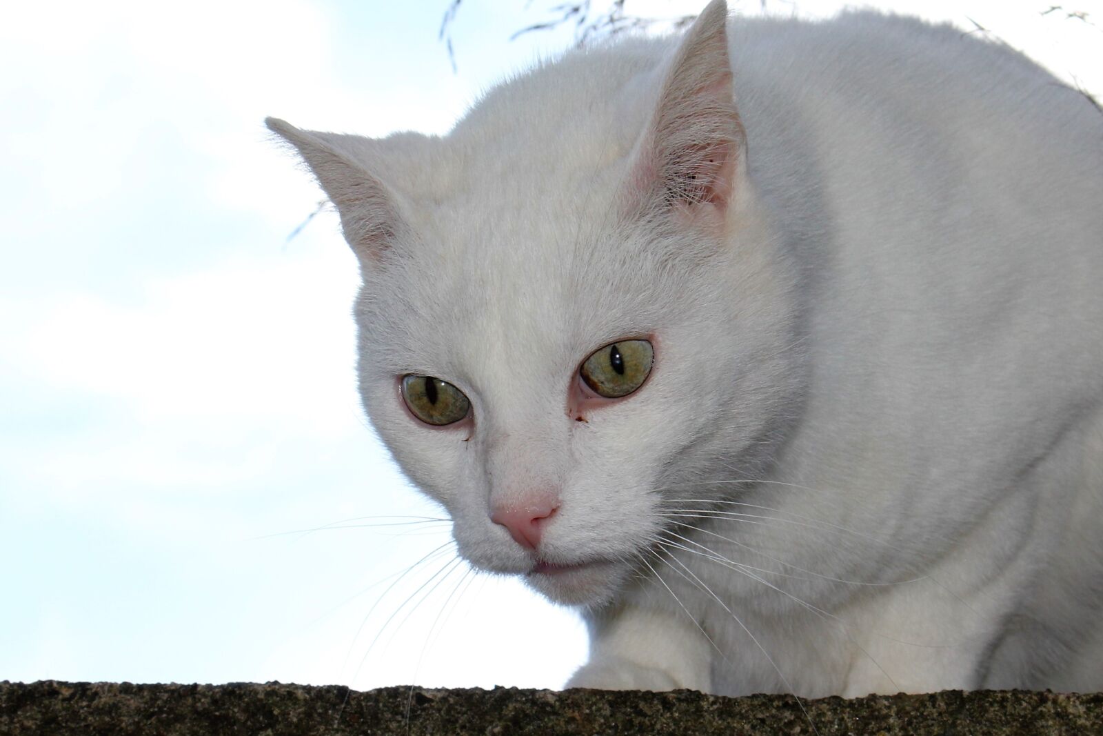 Canon EOS 550D (EOS Rebel T2i / EOS Kiss X4) sample photo. Cat, white, view photography