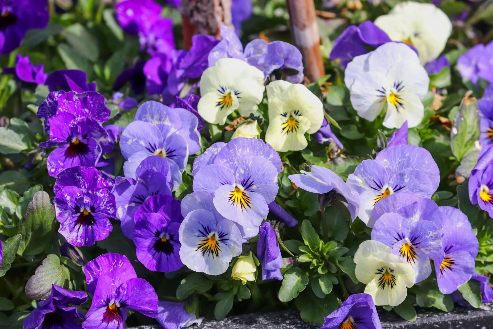 Canon EOS 200D (EOS Rebel SL2 / EOS Kiss X9) sample photo. Pansy, 400–500, viola photography
