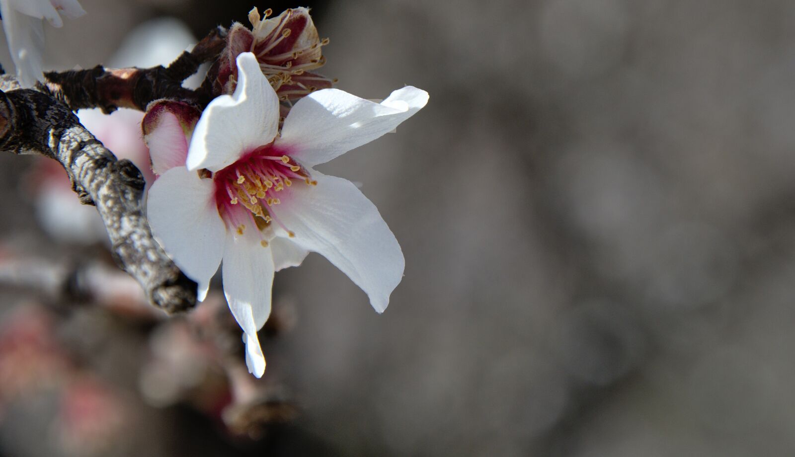 Nikon D7100 sample photo. Spring, nature, flowers photography