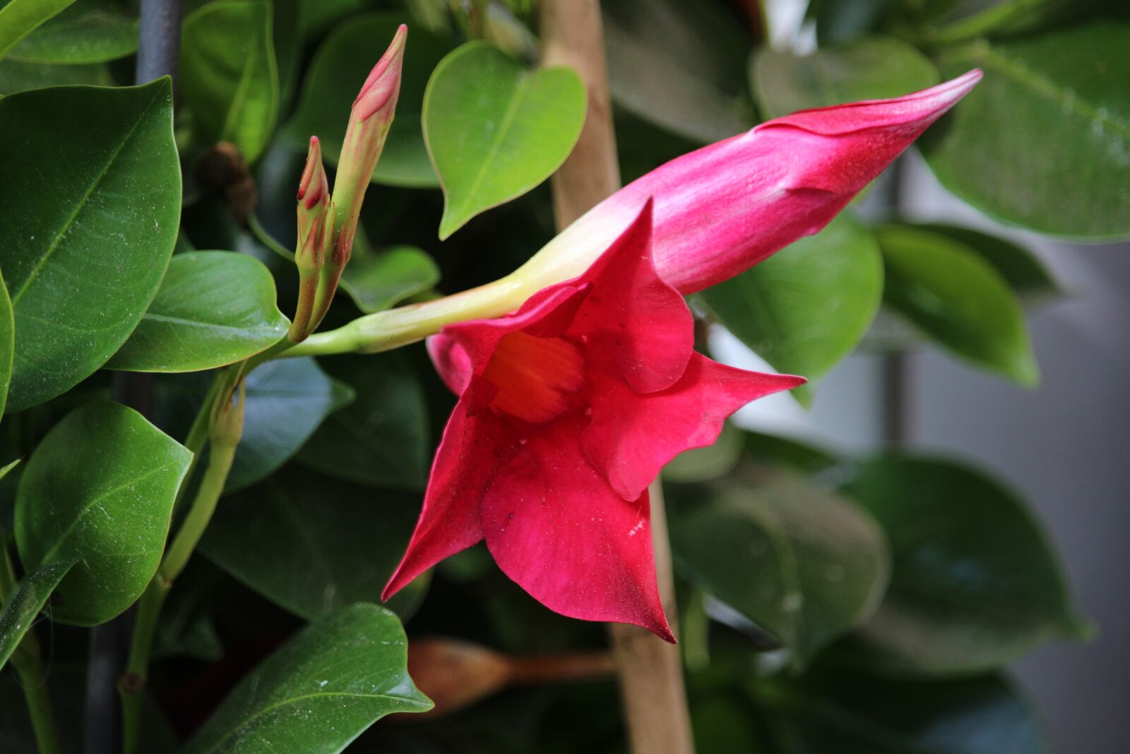 Canon EOS 700D (EOS Rebel T5i / EOS Kiss X7i) sample photo. Clematis, rank flower, flower photography