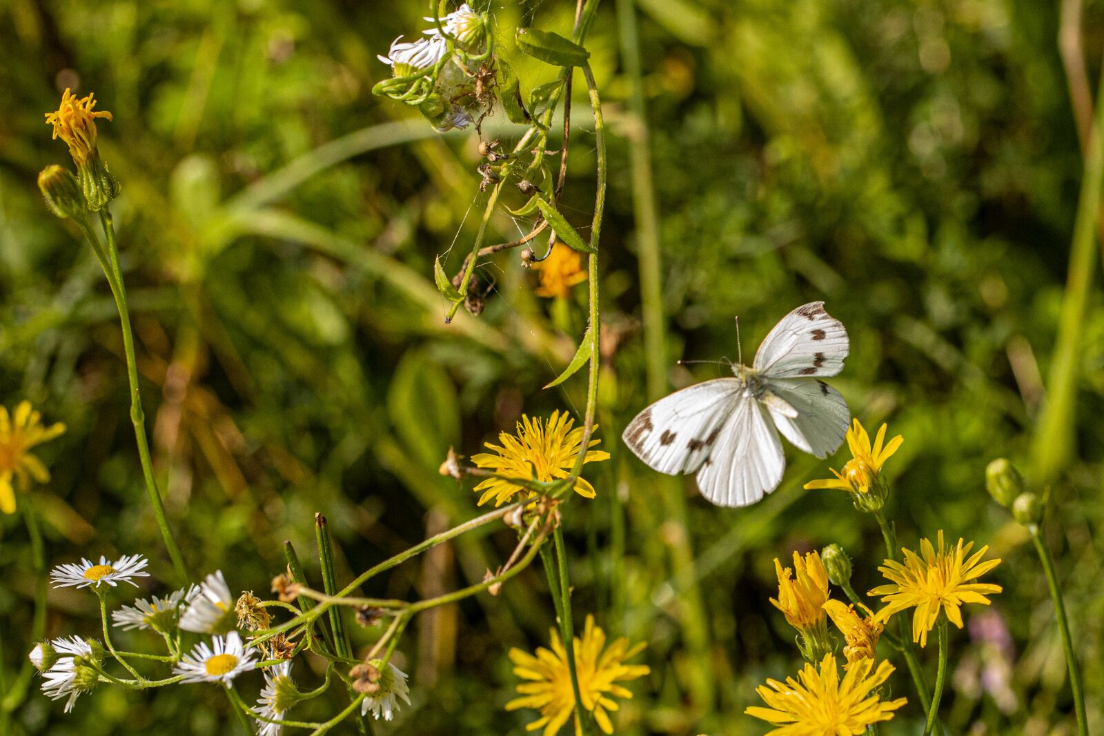Canon EOS 6D Mark II + Canon EF 100mm F2.8L Macro IS USM sample photo. White, nature, butterfly photography