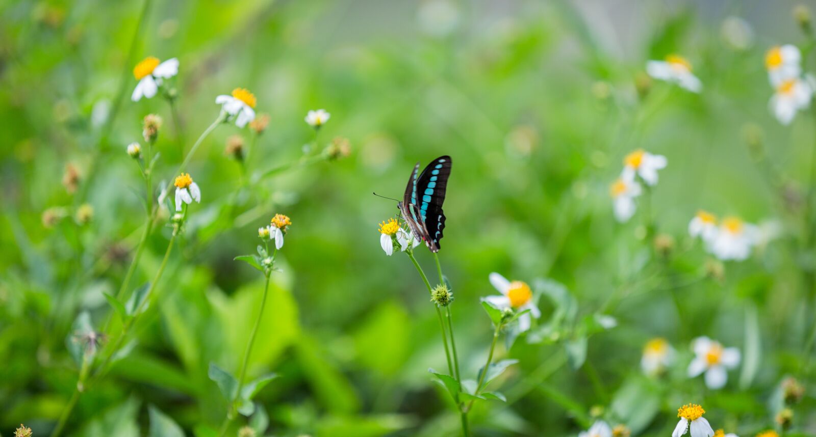 Canon EOS 6D sample photo. Nature, green, leaf photography