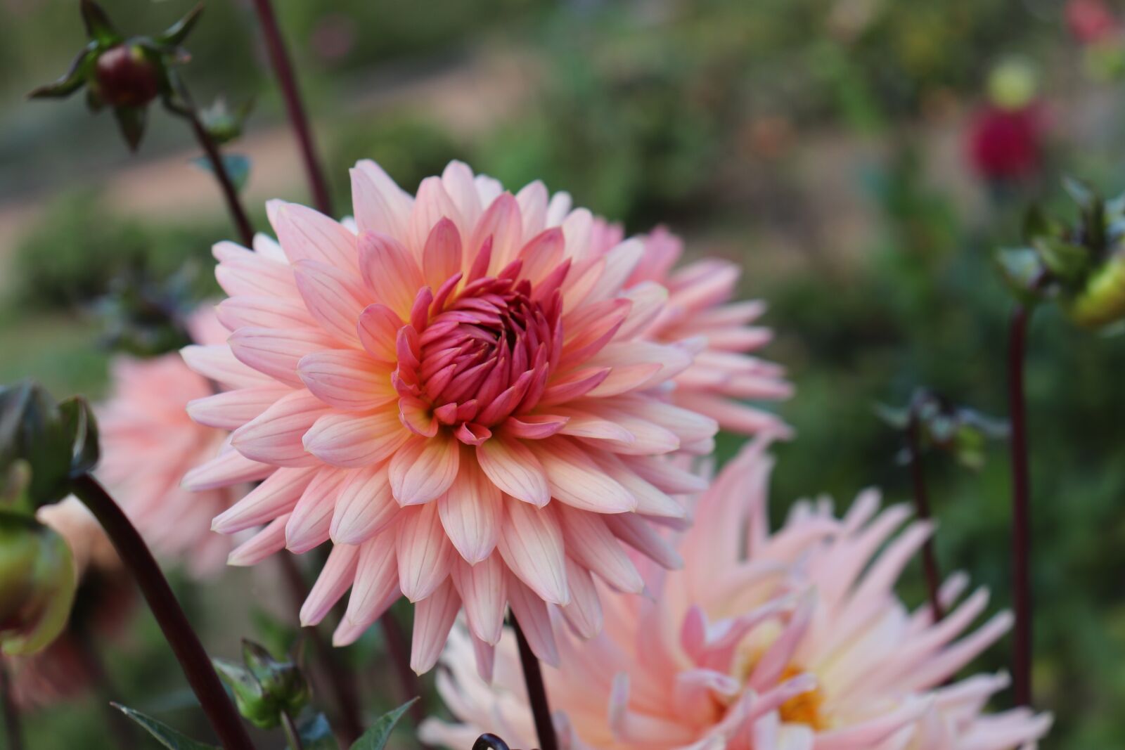 Canon EOS 800D (EOS Rebel T7i / EOS Kiss X9i) sample photo. Dahlias, flowers, plants photography
