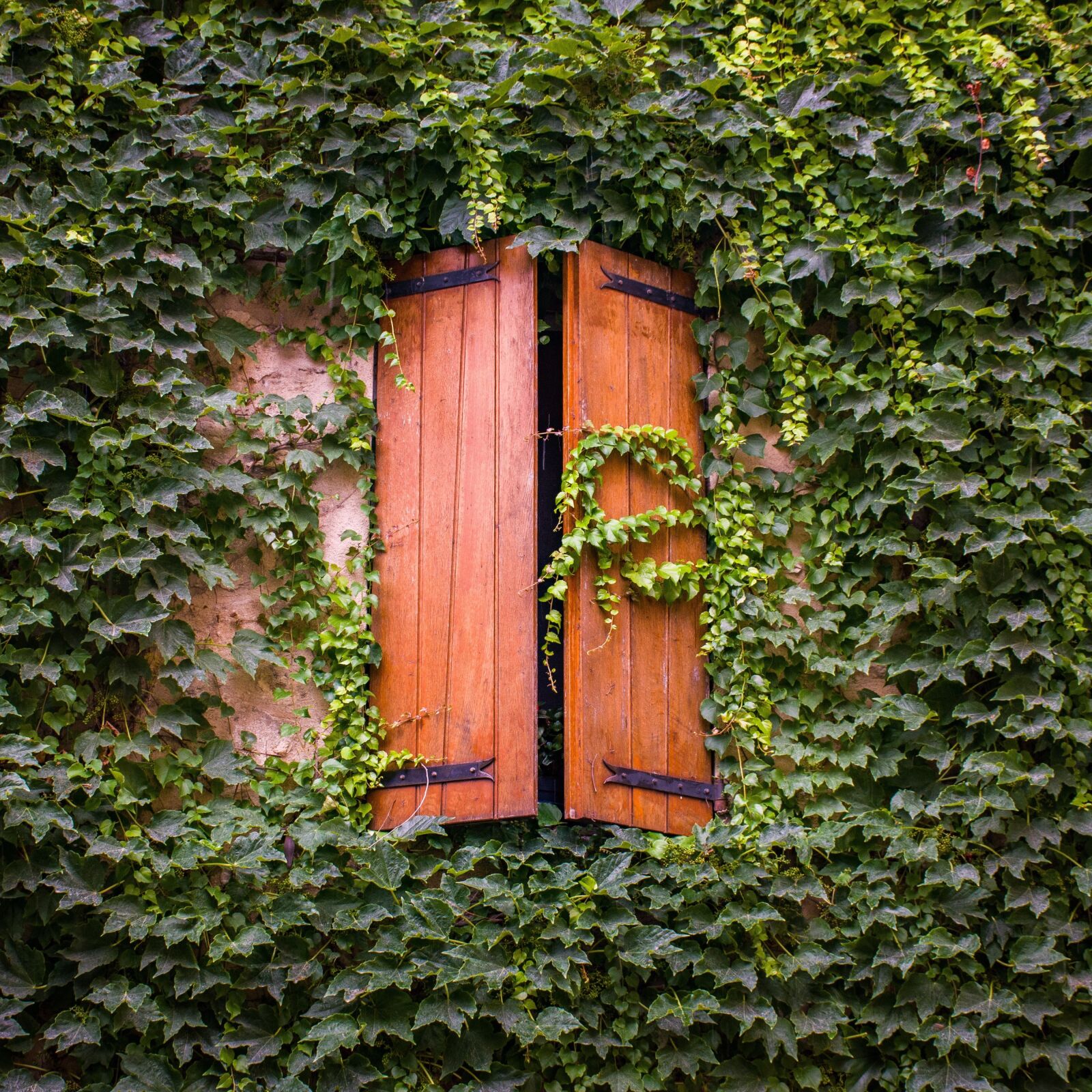 Nikon D5600 sample photo. French windows, ivy, greenery photography