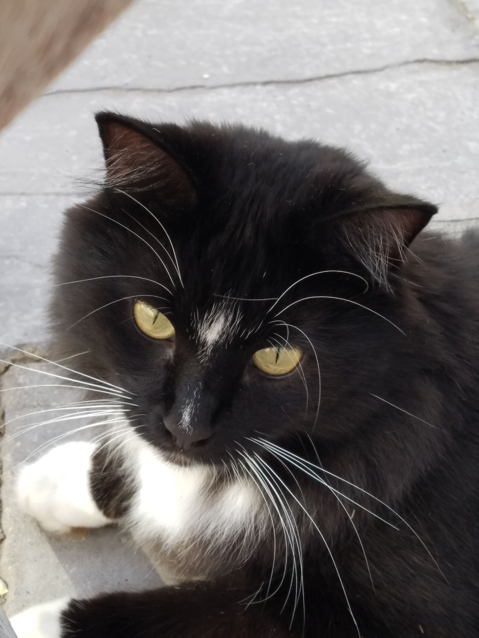 Samsung Galaxy S7 Edge sample photo. Cat, black, tuxedo photography