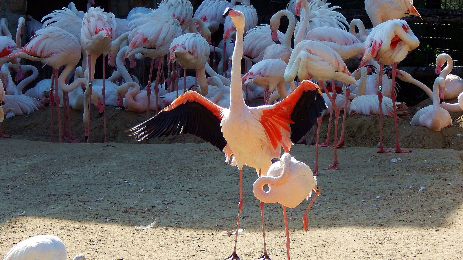 Nikon Coolpix L830 sample photo. Flamingo, rule, zoo photography