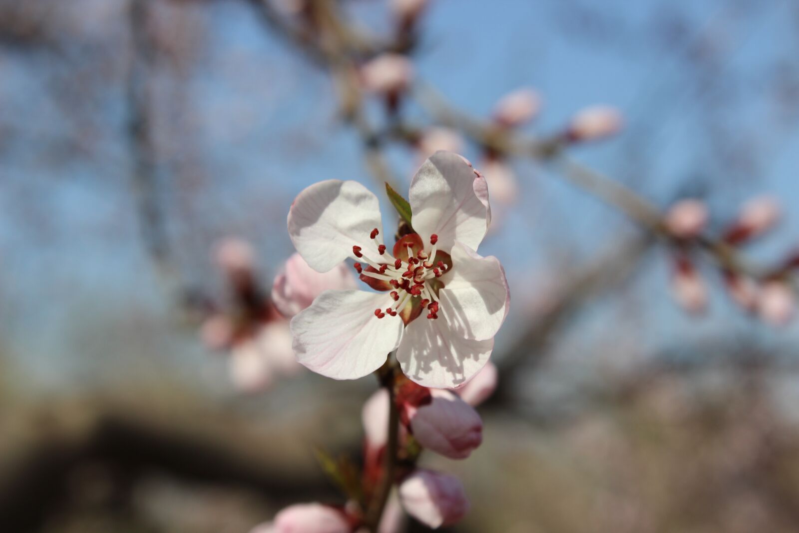 Canon EOS 600D (Rebel EOS T3i / EOS Kiss X5) sample photo. Spring, flower, spring flower photography
