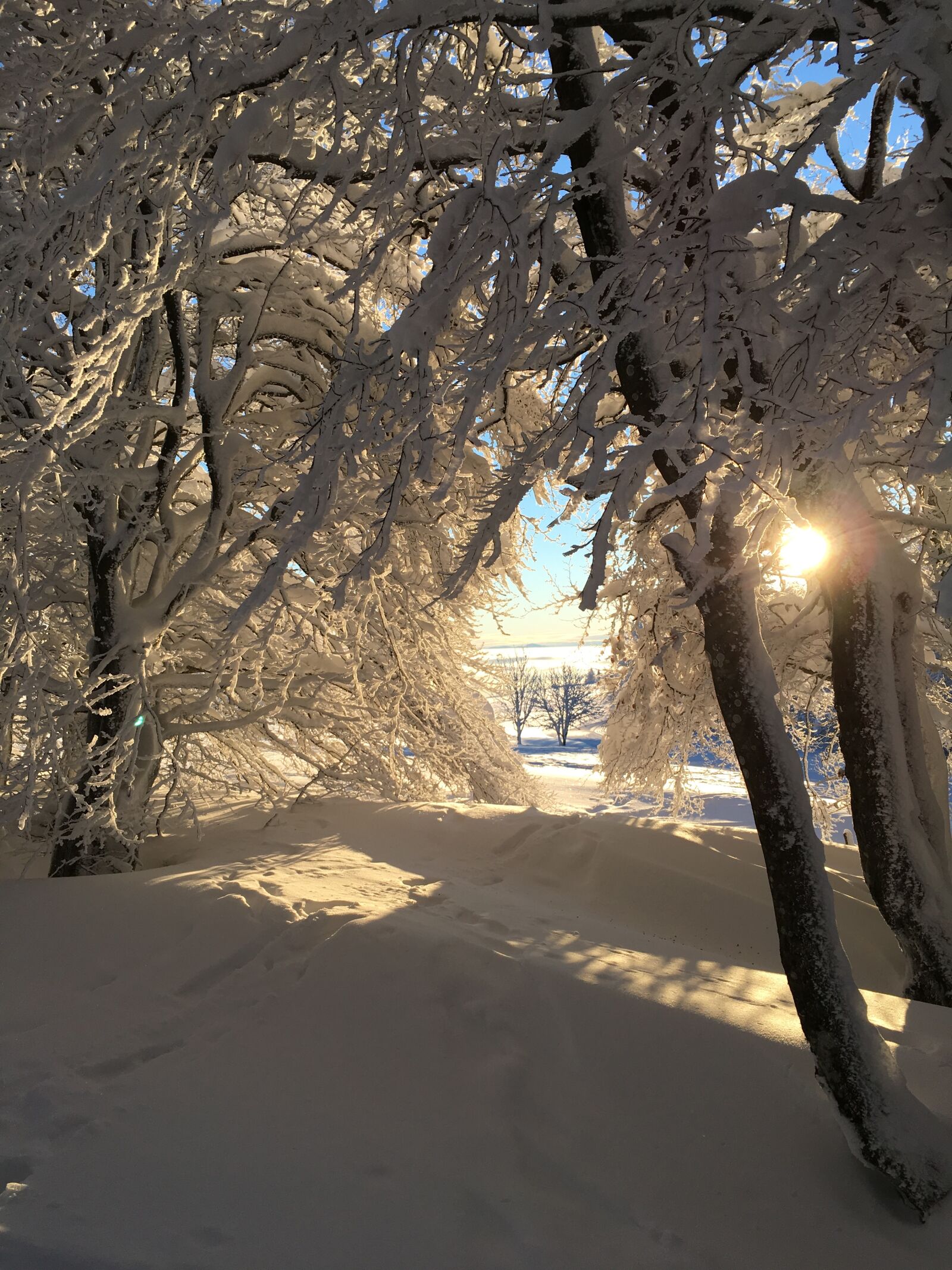 Apple iPhone 6s sample photo. Winter, snow, forest photography
