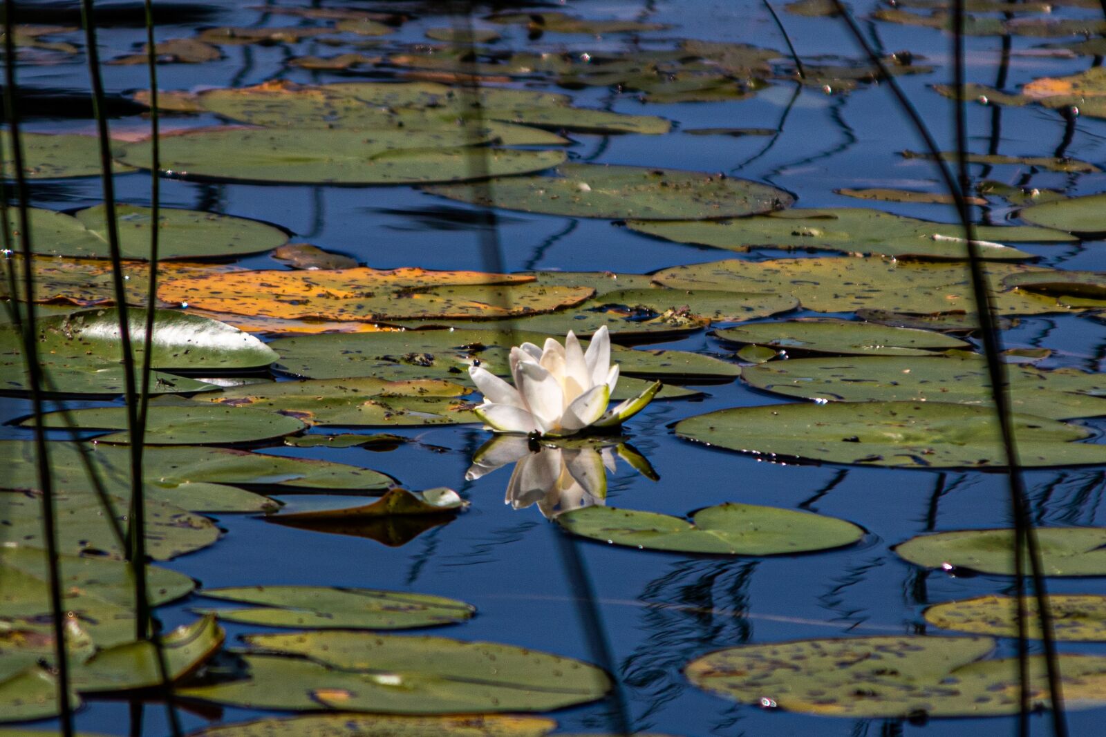 Canon EOS 750D (EOS Rebel T6i / EOS Kiss X8i) + Canon TS-E 90mm F2.8 Tilt-Shift sample photo. Water lily, lake, water photography