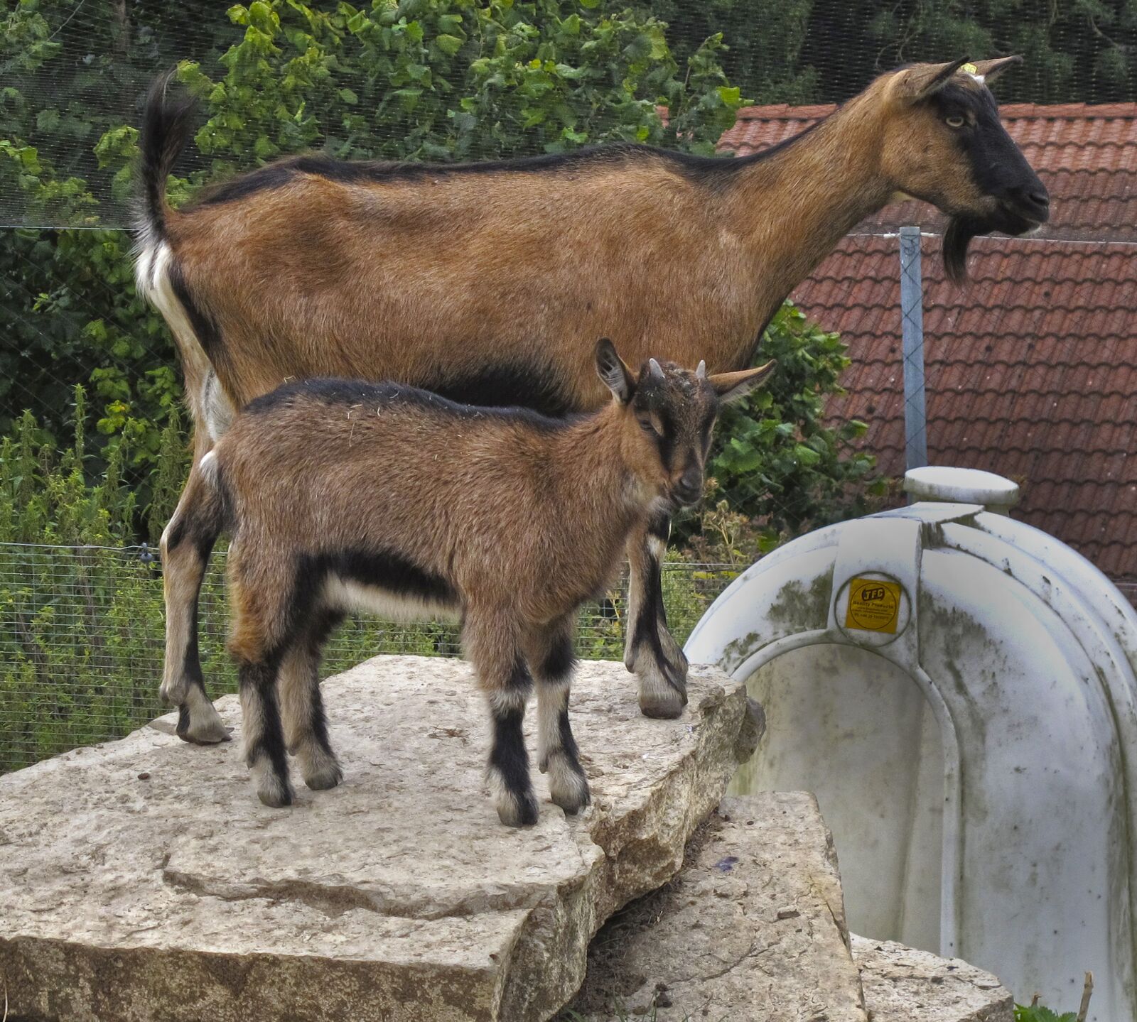 Canon PowerShot G12 sample photo. Goats, kid, dam photography