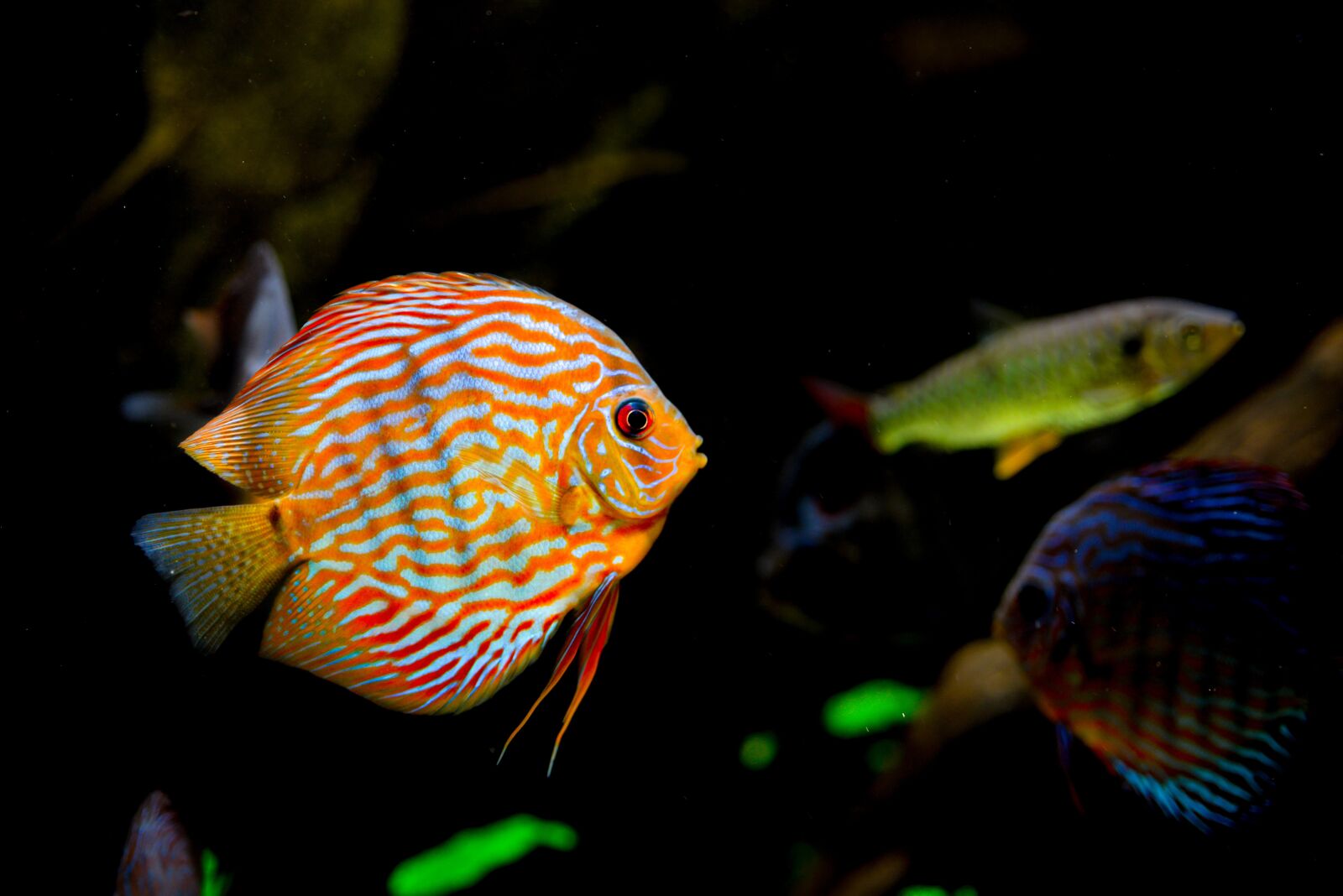 Nikon D610 sample photo. Tropical, aquarium, fish photography