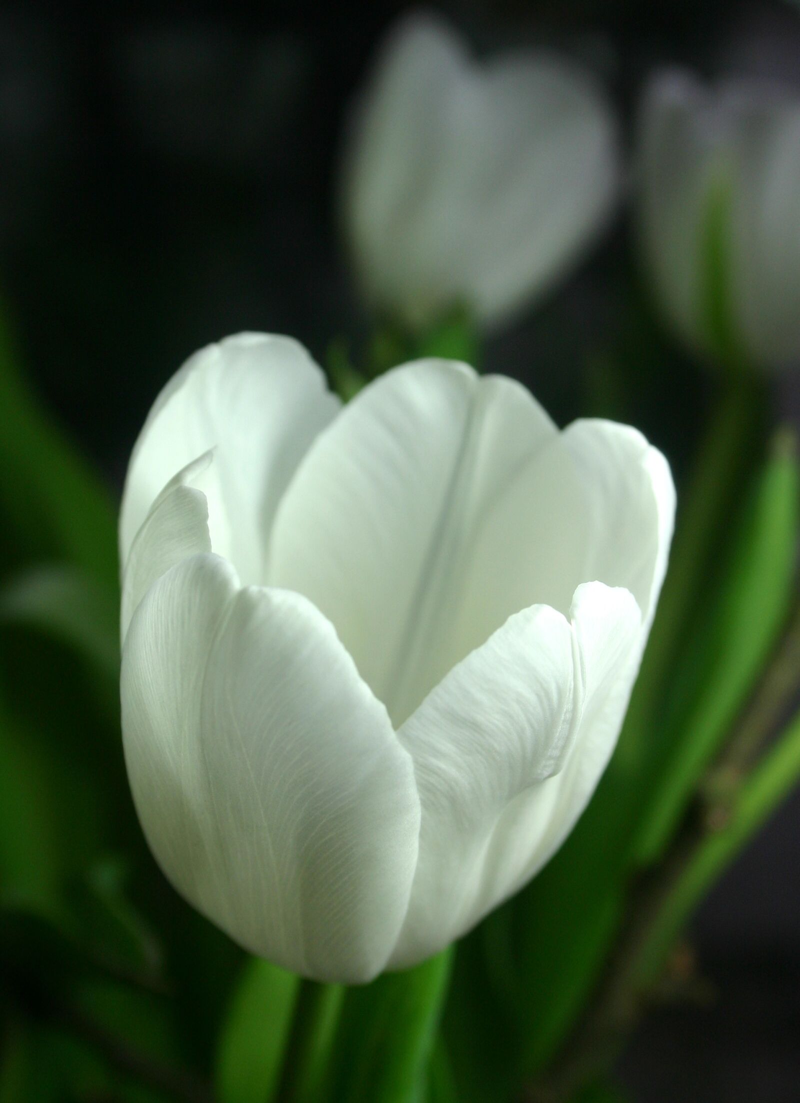 Canon EOS 300D (EOS Digital Rebel / EOS Kiss Digital) sample photo. Tulip, white, flower photography