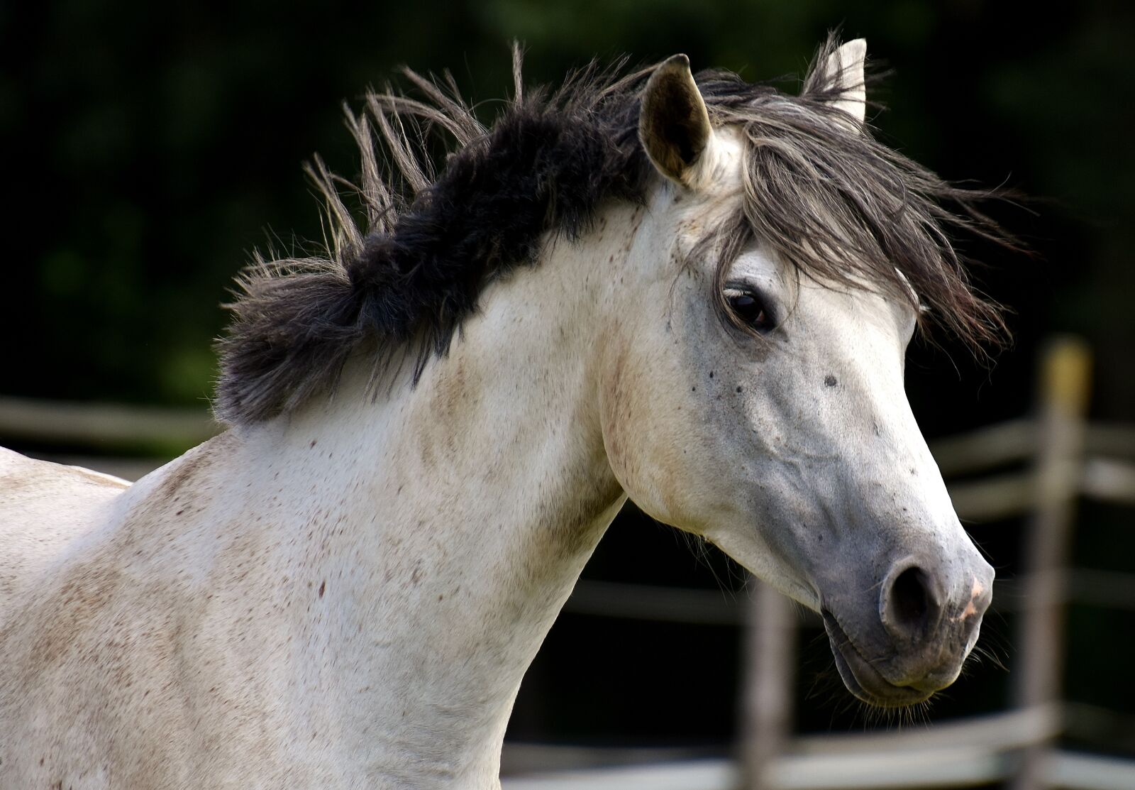 Nikon D7200 sample photo. Mold, horse, love for photography
