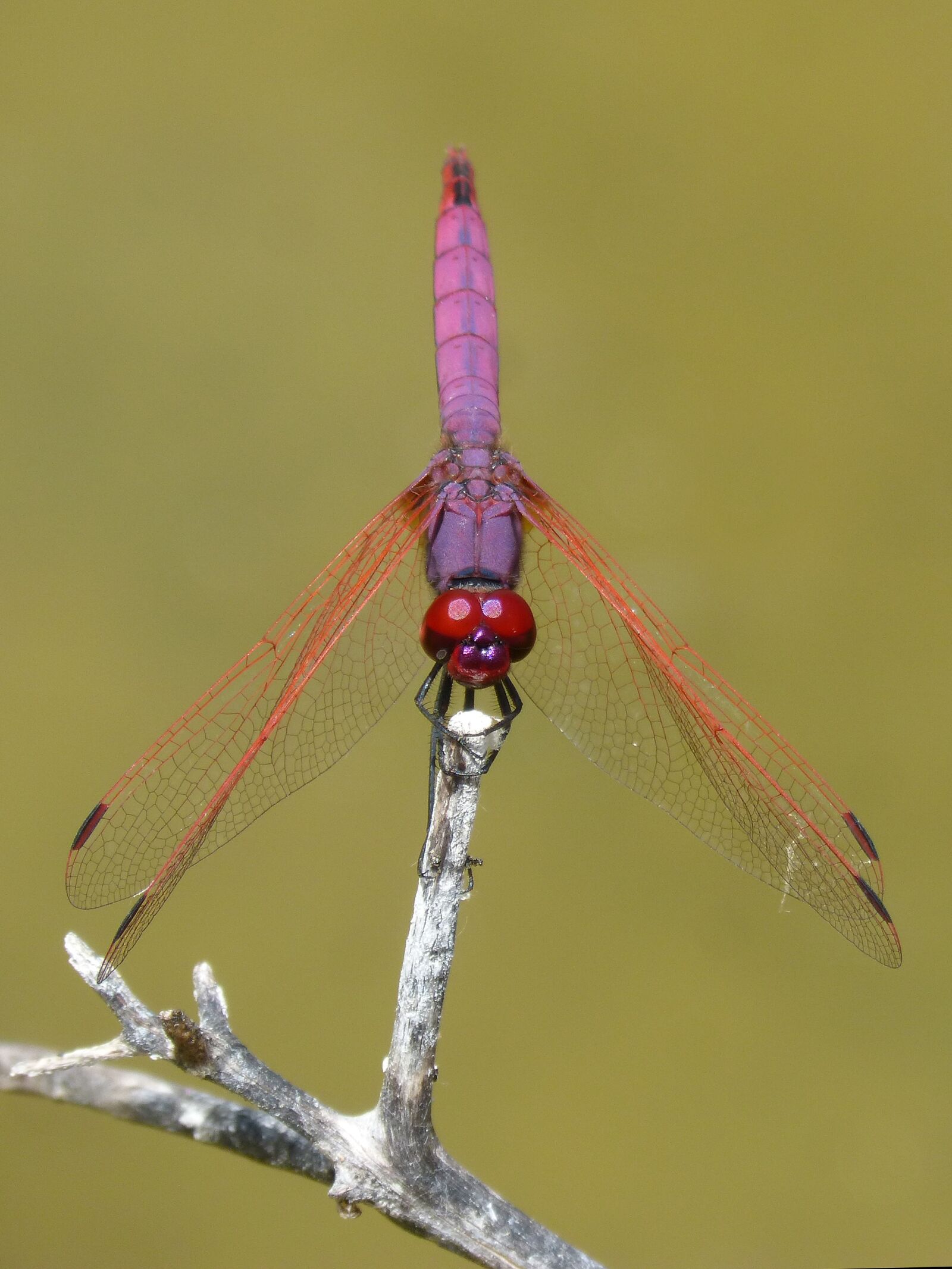 Panasonic DMC-FZ62 sample photo. Red dragonfly, pipe vinous photography
