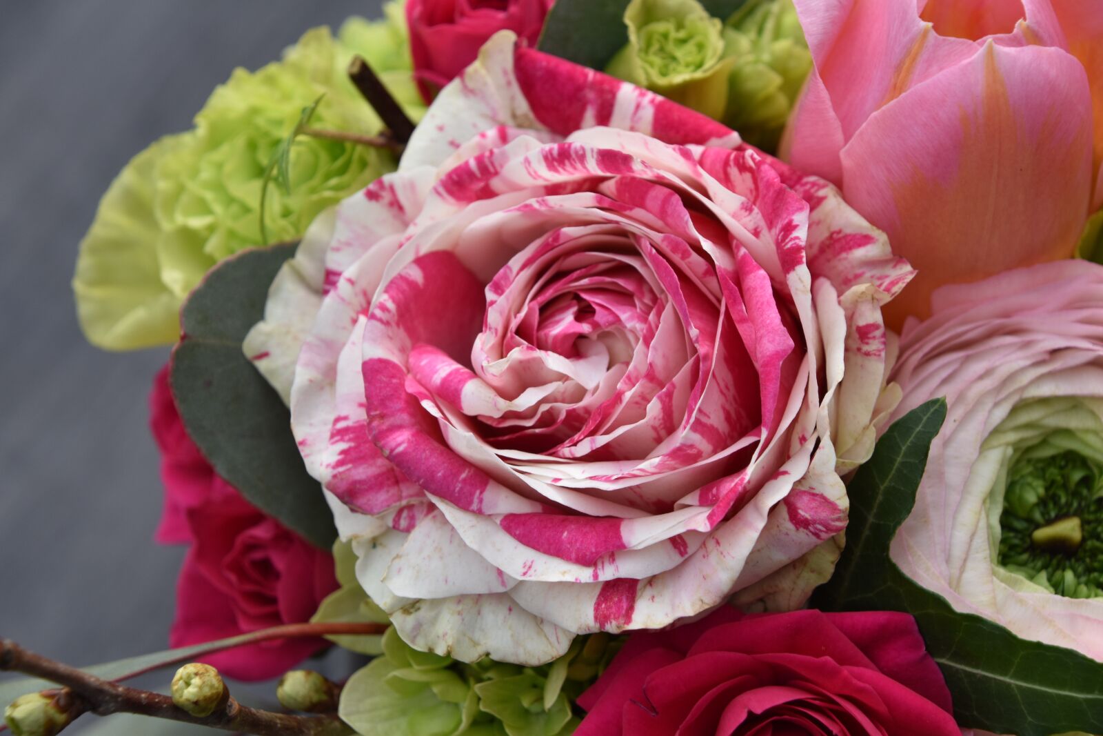 Nikon D5600 sample photo. Flower, pink, petal photography