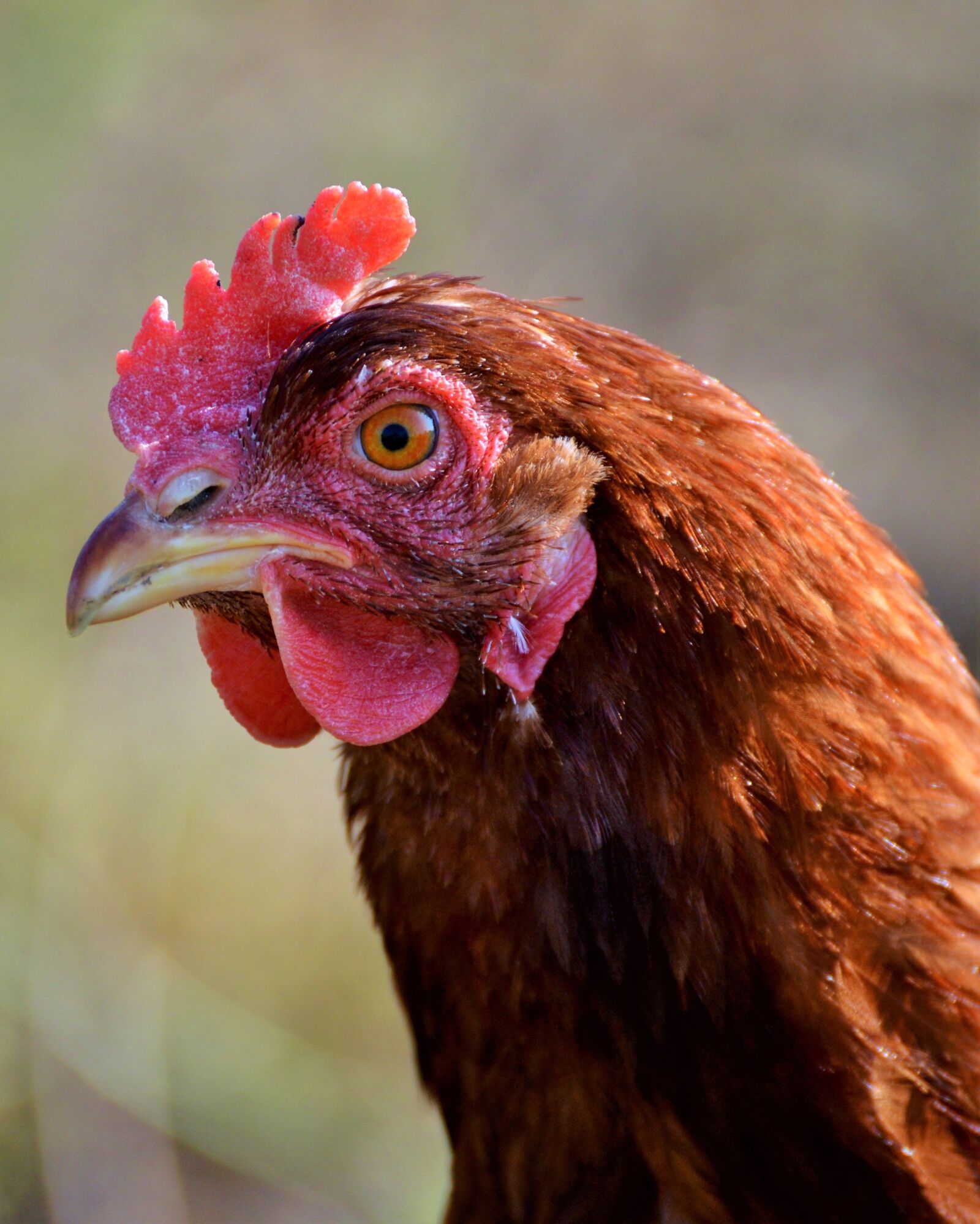 Nikon D3200 sample photo. Chicken, hen, poultry photography