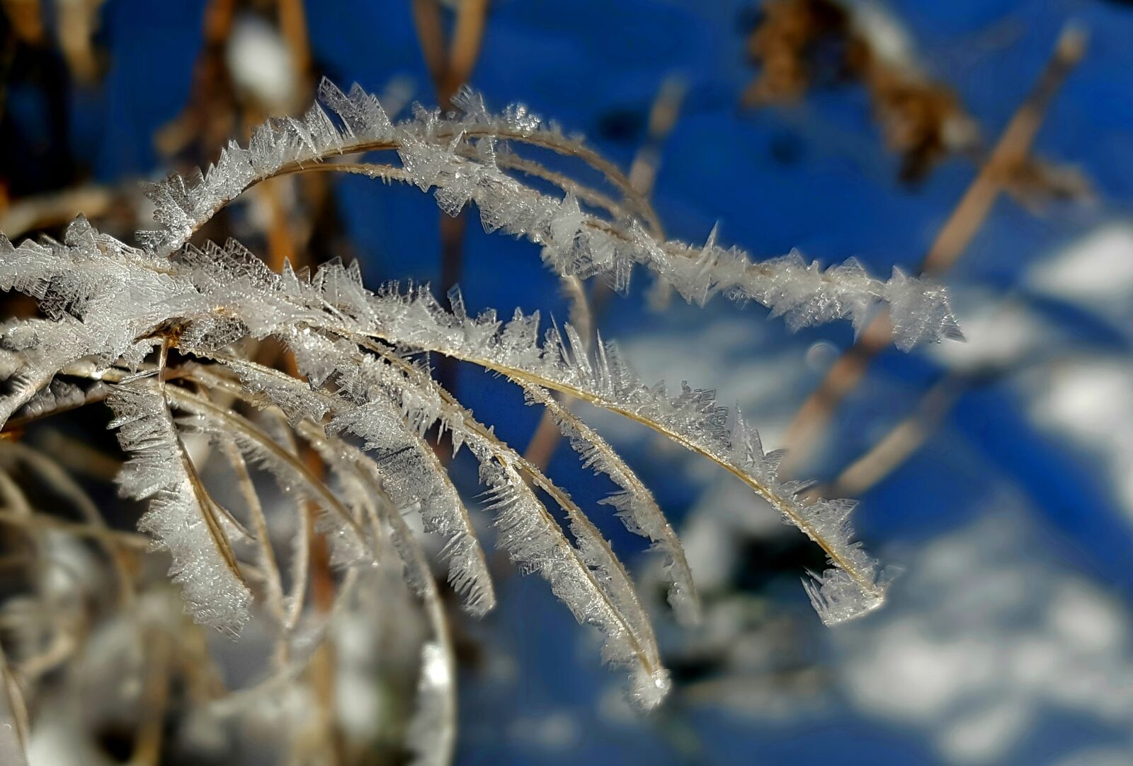 Samsung Galaxy S7 sample photo. Frost, winter, snow photography