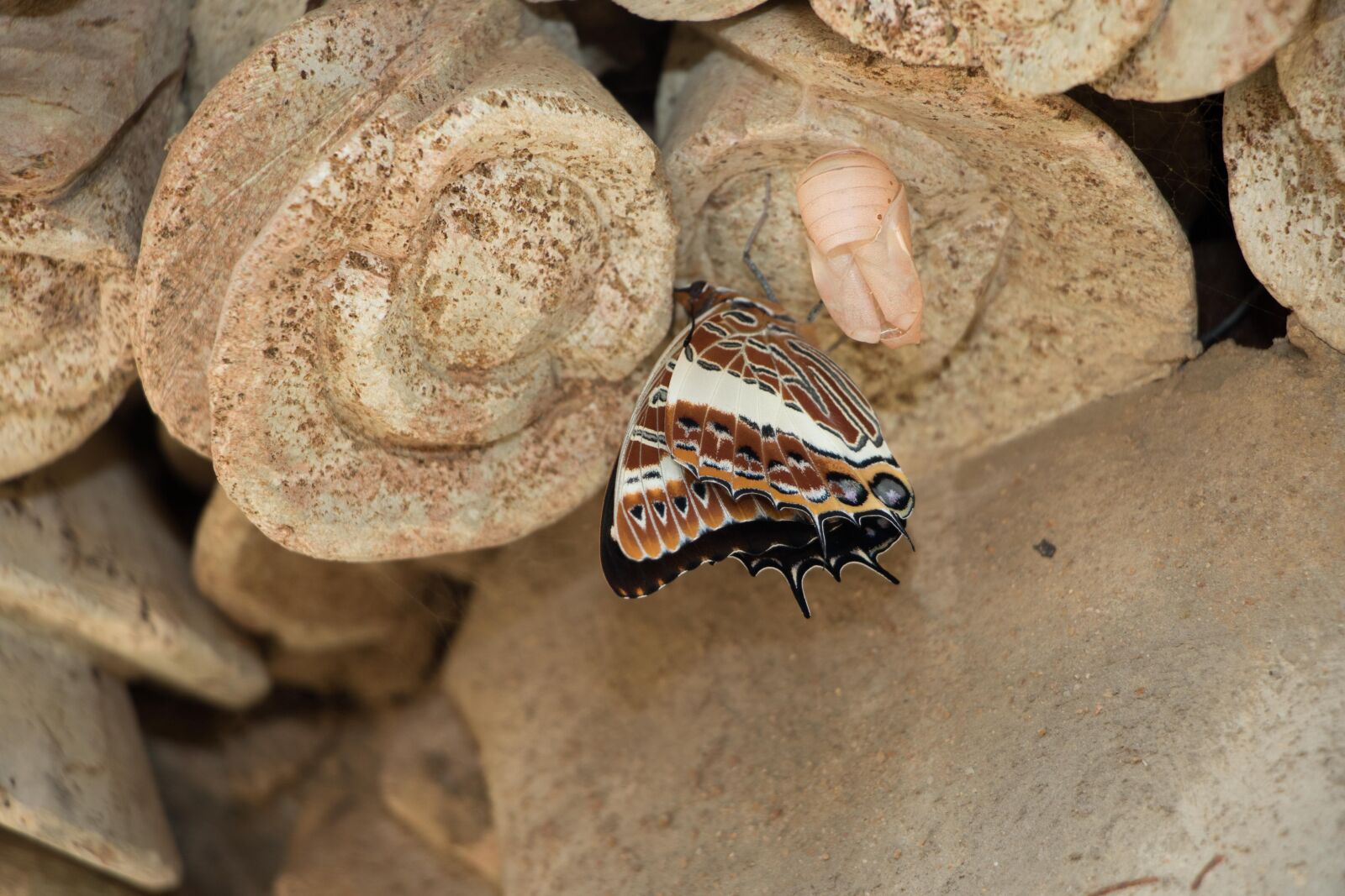 Canon EOS 7D Mark II sample photo. Outdoor, nature, butterfly photography