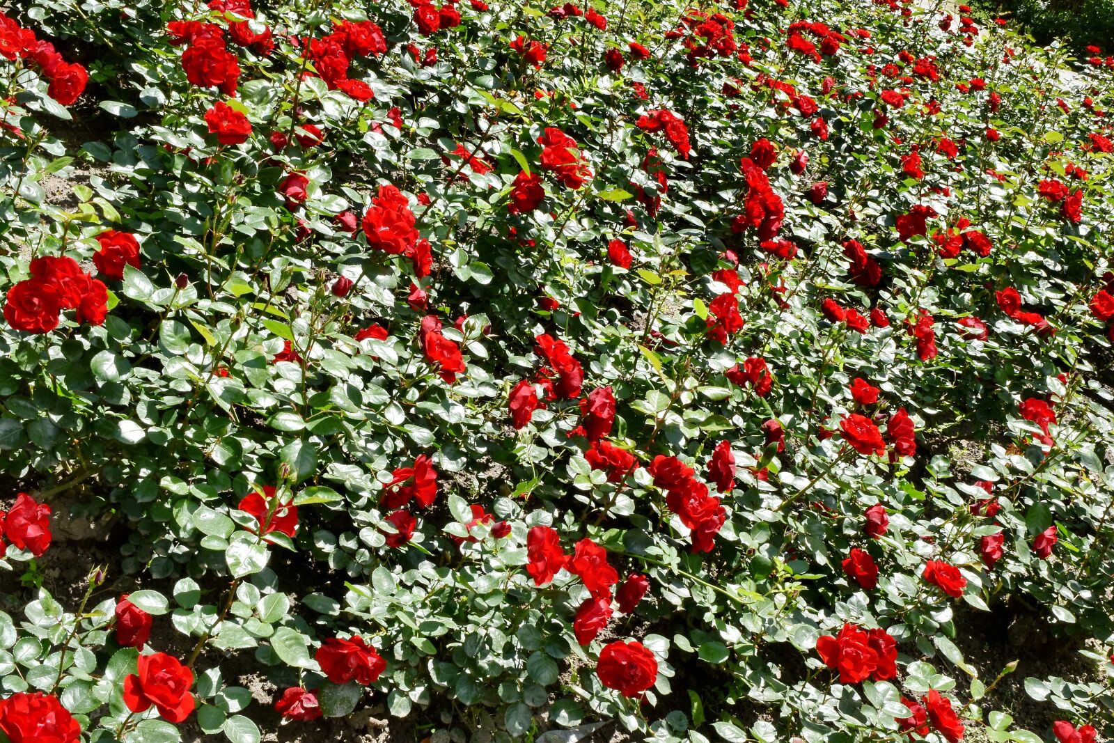 Nikon D5500 sample photo. Flower garden, red, shrub photography