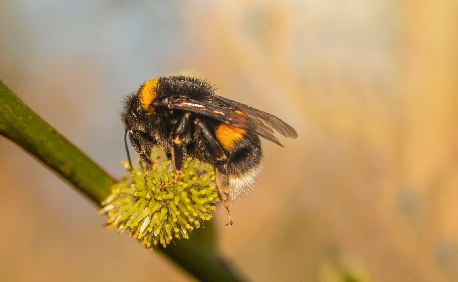 Canon EOS 750D (EOS Rebel T6i / EOS Kiss X8i) sample photo. Heath-the bumble bee, kryptarum-the photography