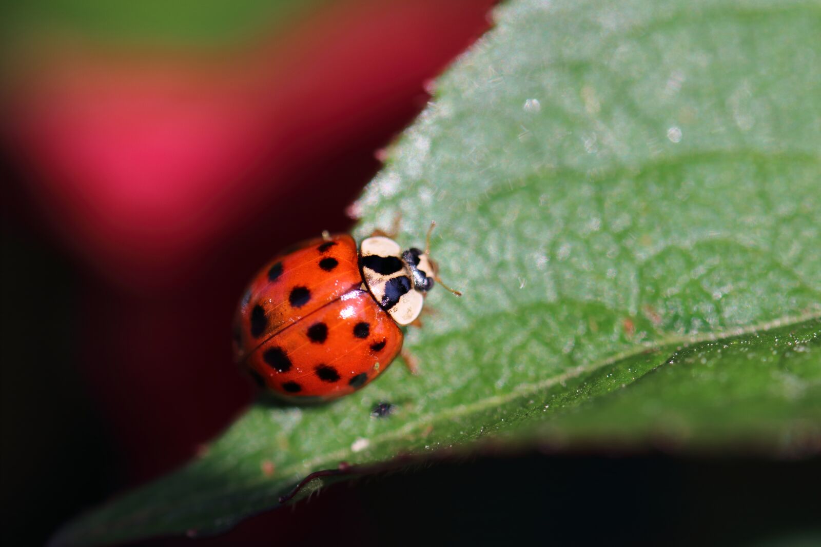 Canon EOS 80D sample photo. Maikäfer, insect, nature photography