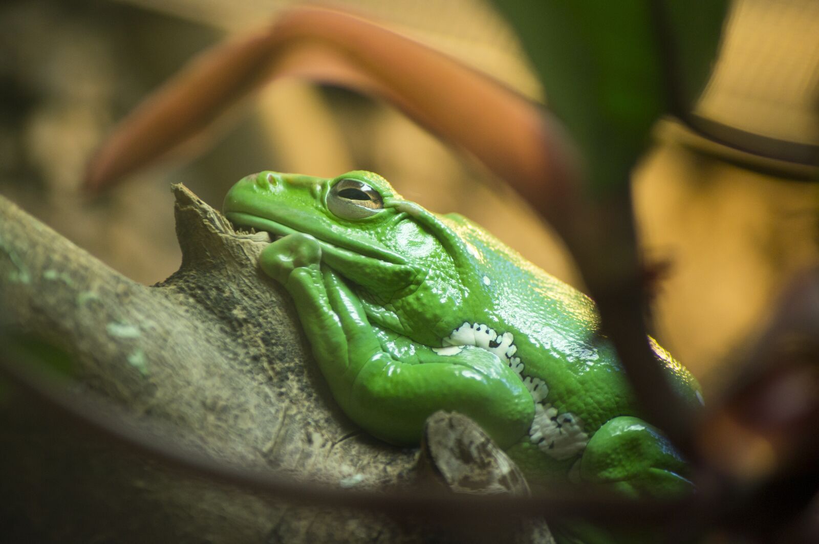 Sony Alpha DSLR-A580 sample photo. Frog, tropical, exotic photography
