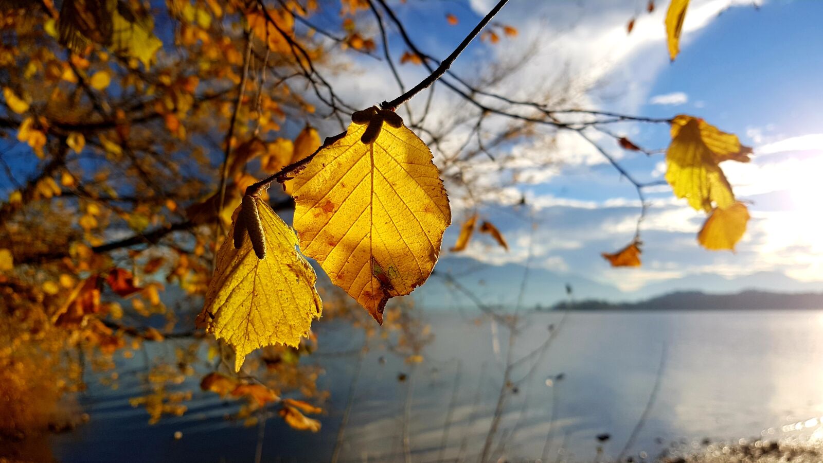 Samsung Galaxy S7 Edge sample photo. Autumn, leaf, yellow photography