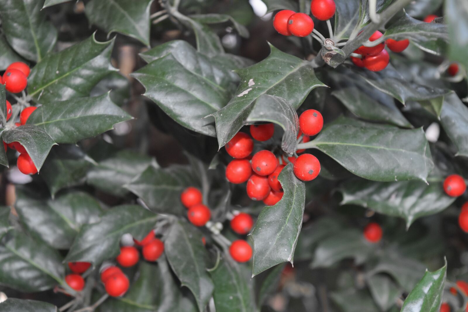 Nikon D5500 sample photo. Berry, branch, shrub, tree photography