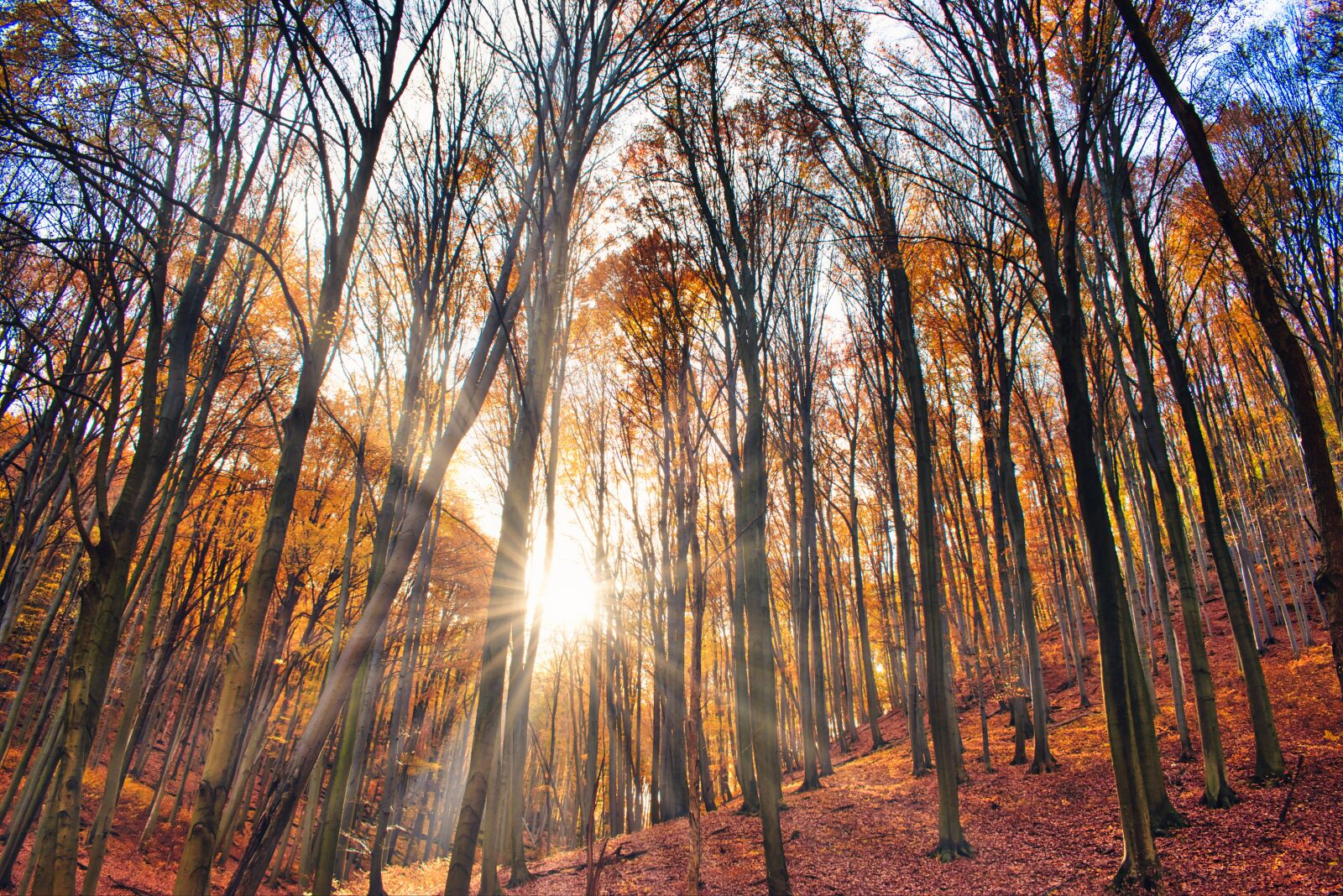Nikon D5600 sample photo. Autumn, forest, nature photography