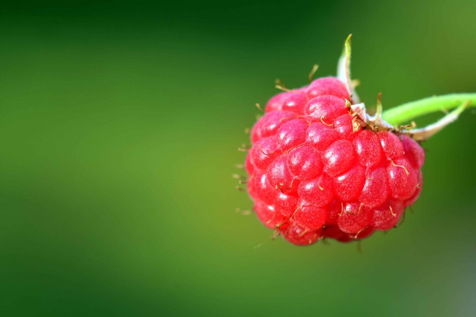 Nikon D3300 sample photo. Nature, fruit, berry, macro photography