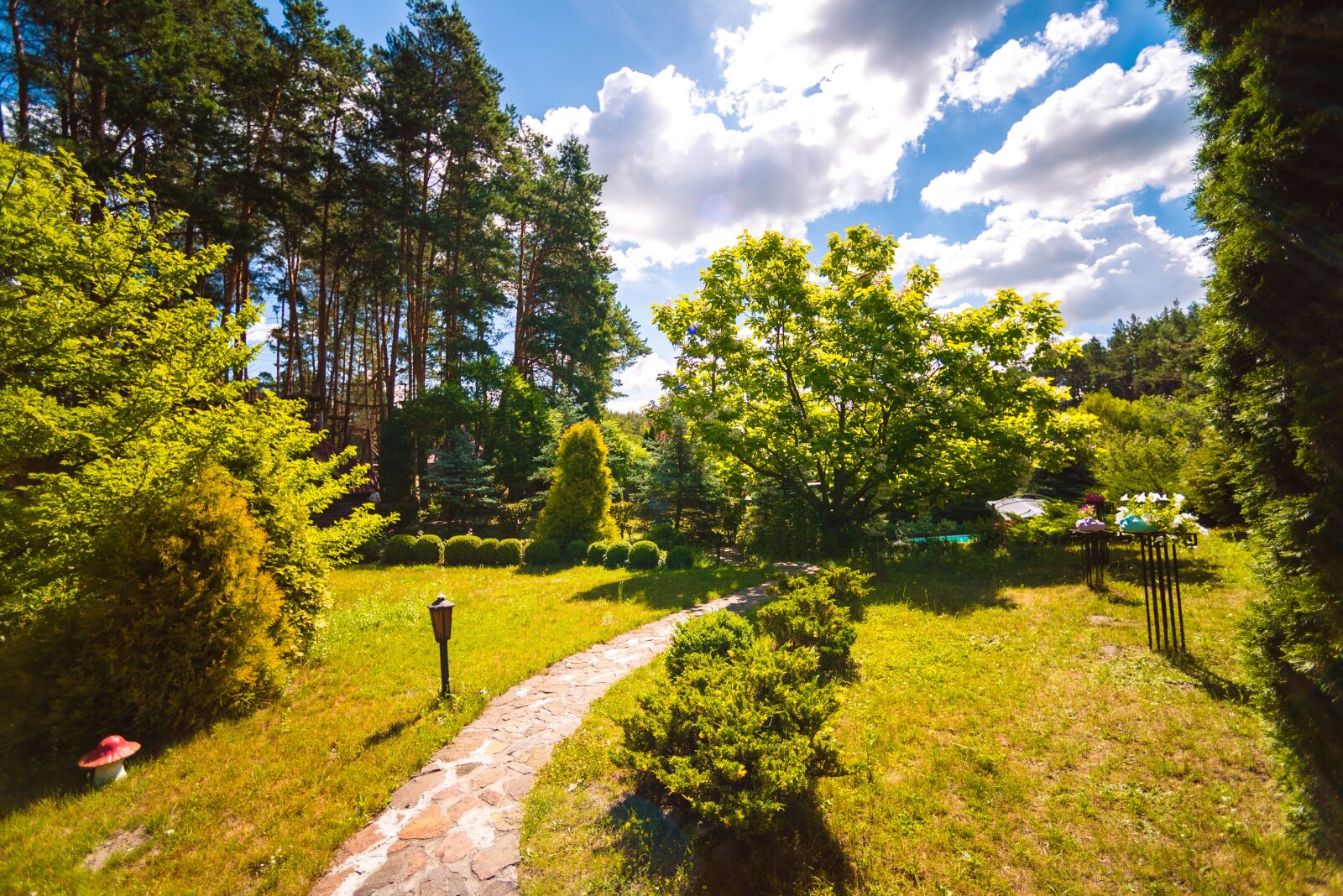Nikon D750 sample photo. Tree, nature, park photography