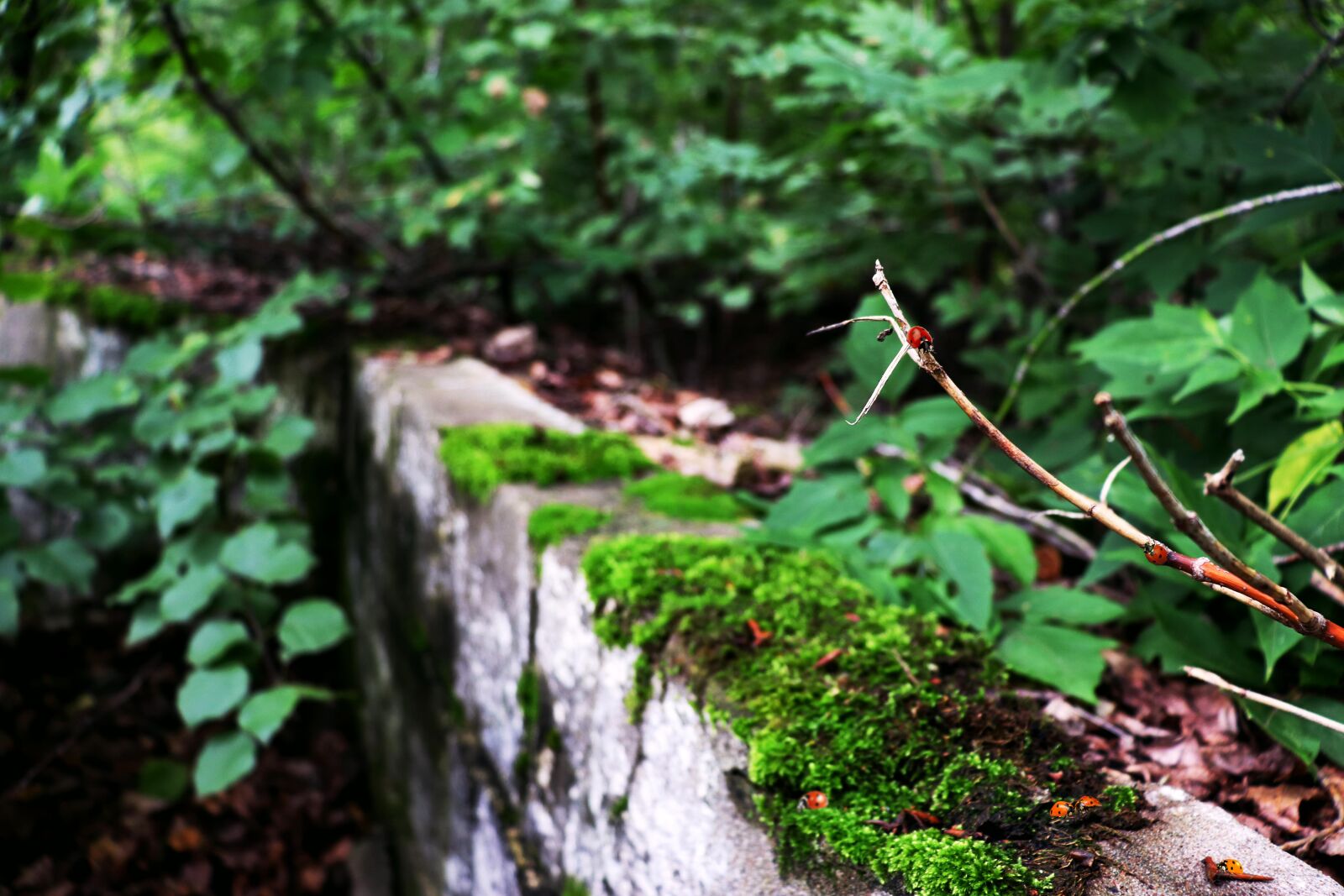 Canon EOS 200D (EOS Rebel SL2 / EOS Kiss X9) sample photo. Forest, nature, summer photography