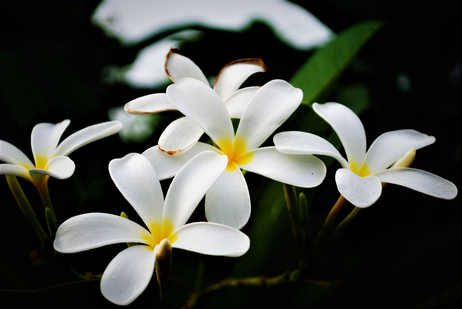 Nikon D3000 sample photo. White, flowers photography
