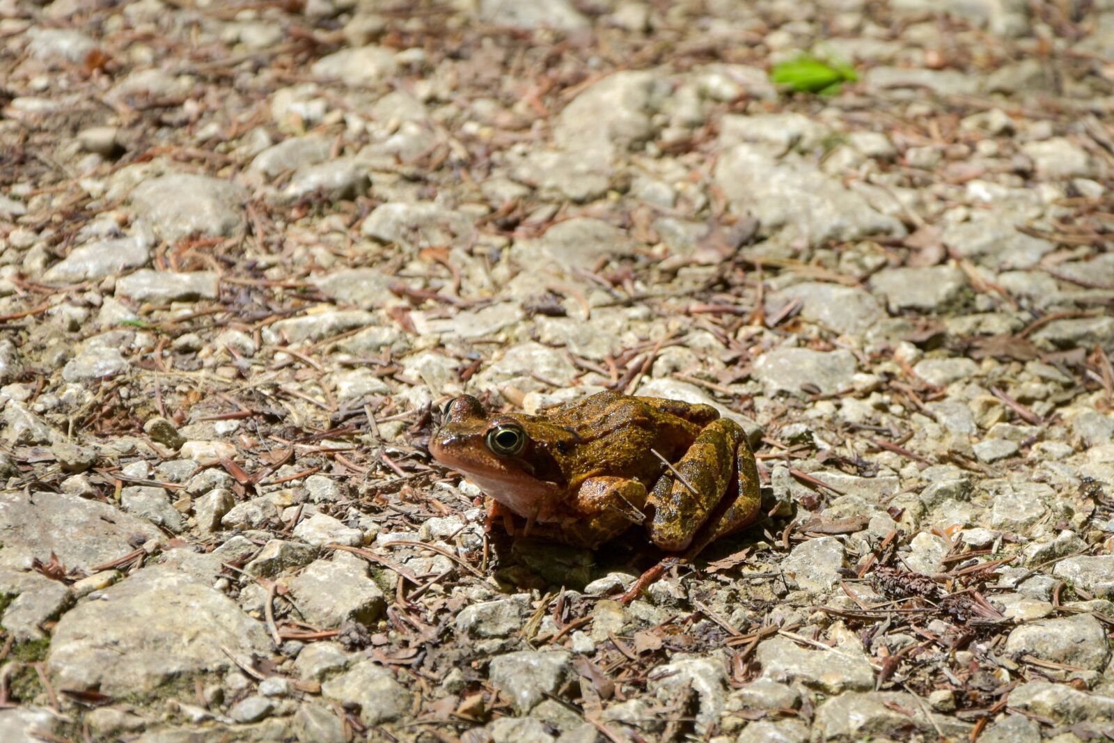 Nikon D7200 sample photo. Frog, amphibian, spring photography